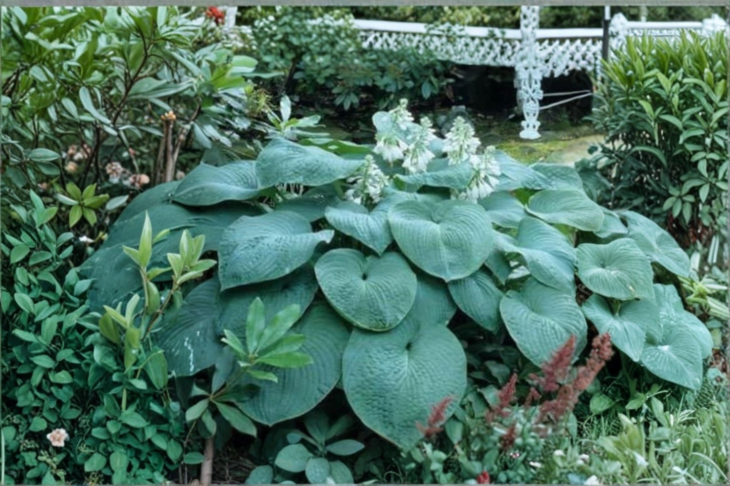Hosta ‘Big Daddy’ Starter Plant in 3-Inch Pot, Blue Green Shade Perennial for Borders & Containers