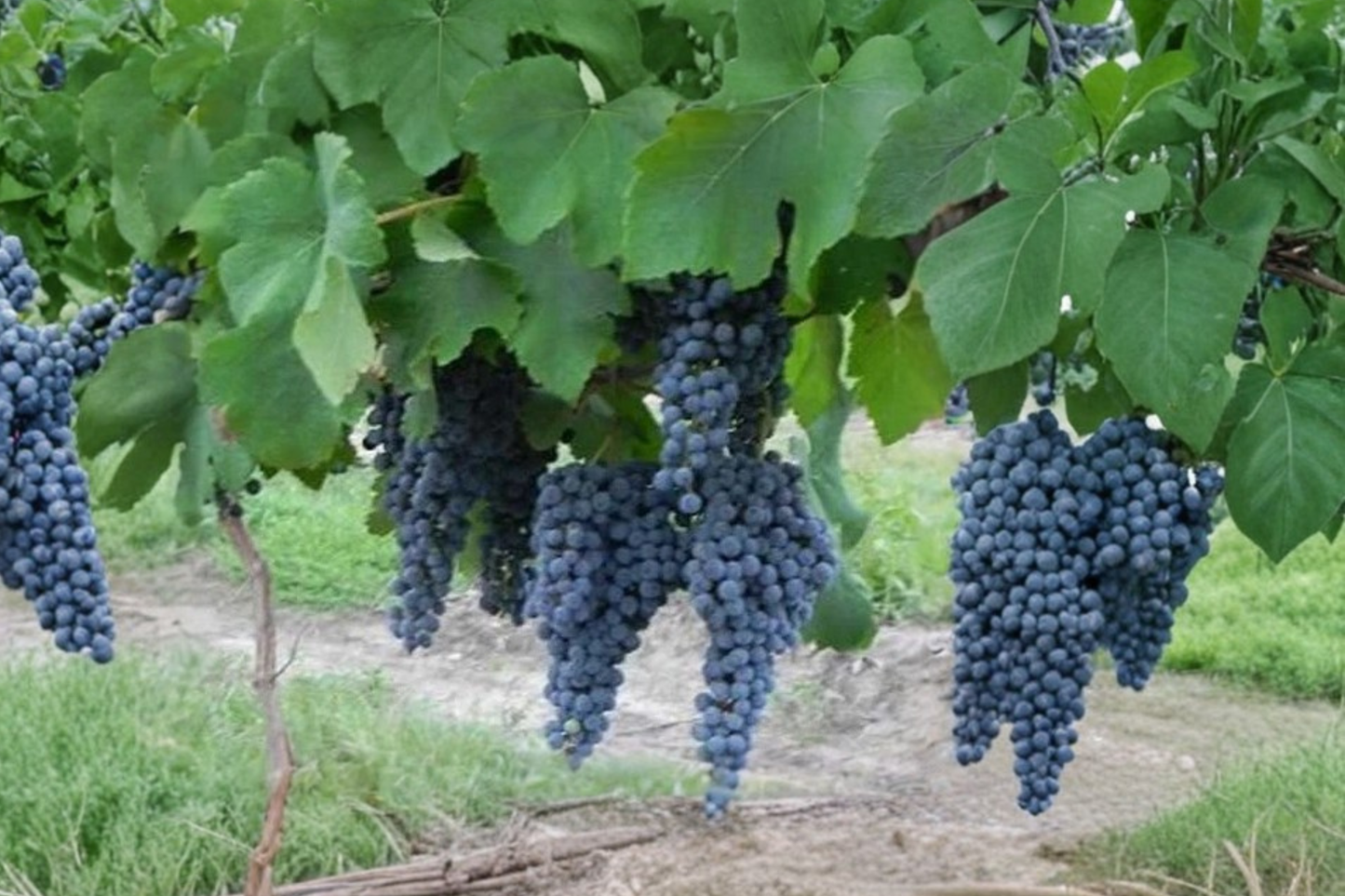 Paseante Noir Grape Vine 4-6 ft Climbing Fruit Vine for Garden Trellis Vitis spp.