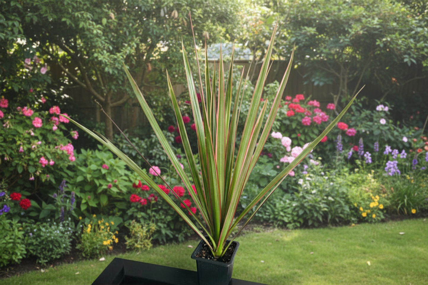 Live Dragon Tree Plant, 1 Foot Tall, Dracaena Marginata Indoor Houseplant, Tropical Foliage, Shipped Without Pot