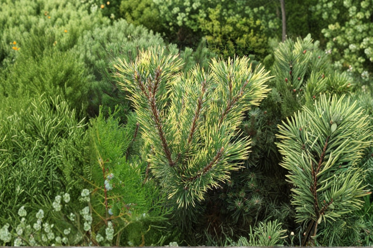 Chameleon Mugo Pine Live Plant 12 Inches, Color-Changing Evergreen Conifer, Compact Garden Tree, Pinus mugo 'Chameleon'