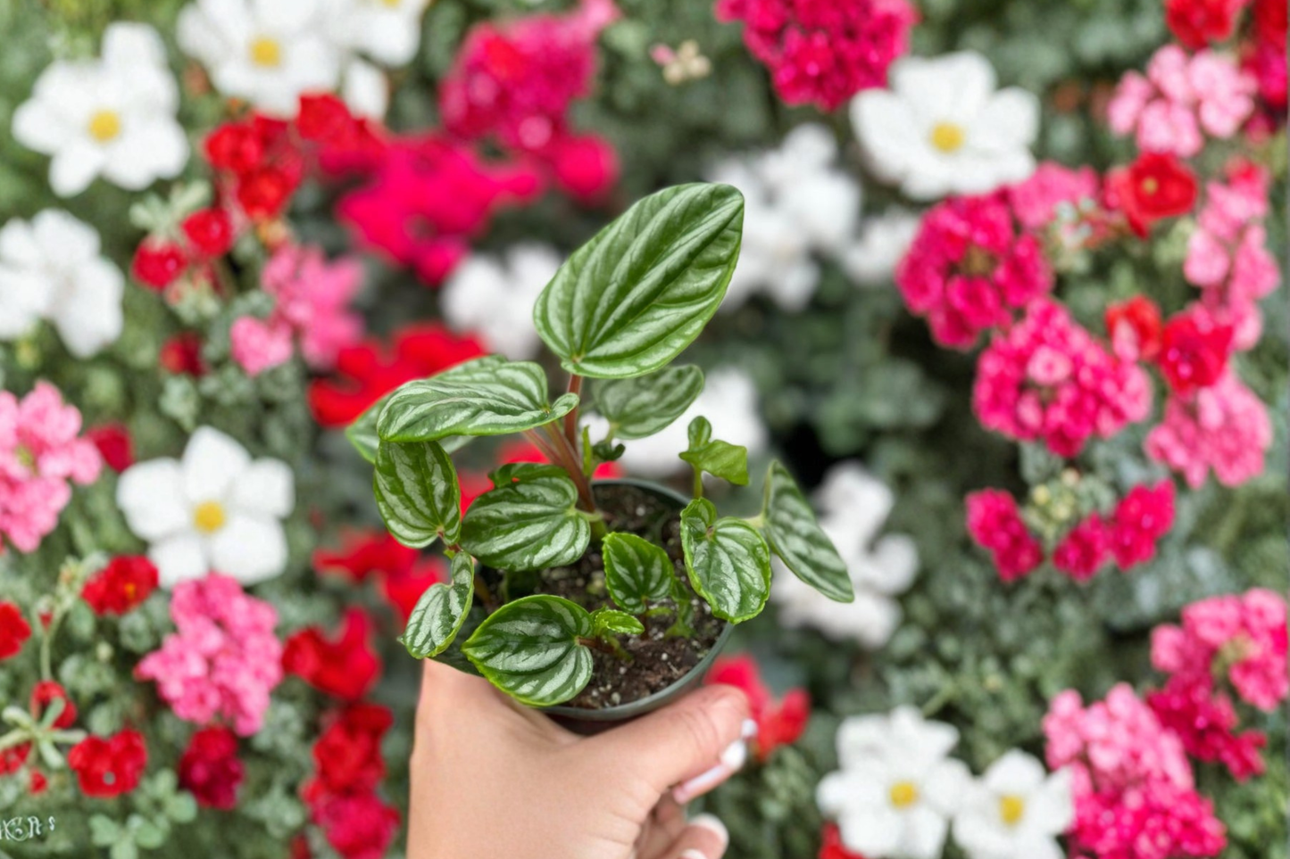 Peperomia Ecuador Live Plant, 4-Inch Rooted Houseplant, Rare Tropical Indoor Plant for Decor & Gift