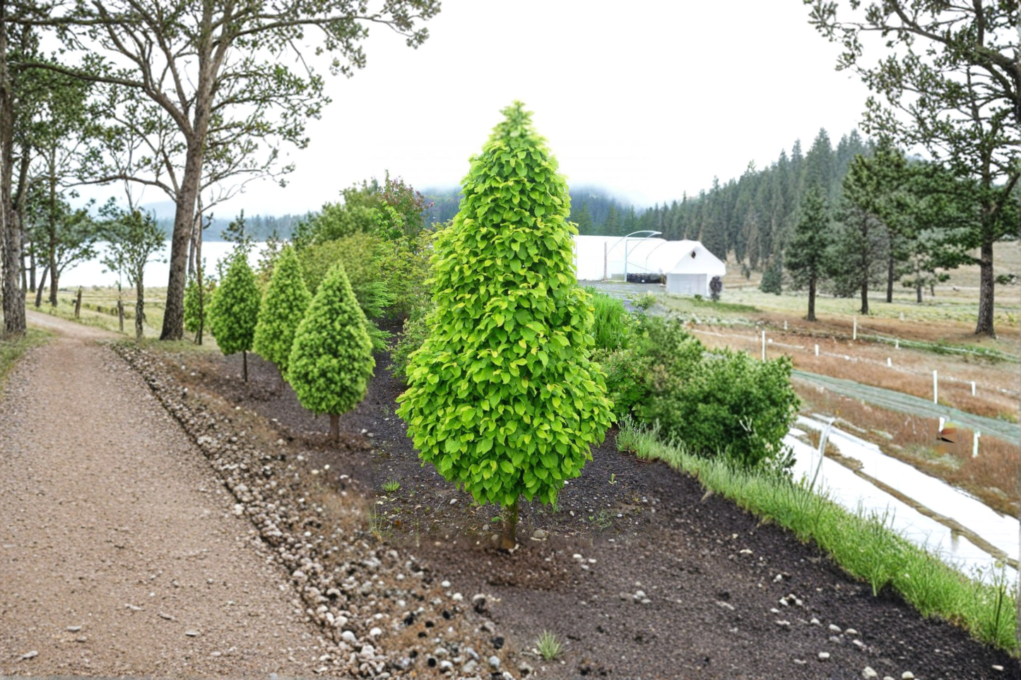 Dwarf Columnar Hornbeam Live Plant – Carpinus betulus ‘Columnaris Nana’ 2 Gallon Compact Tree for Small Gardens