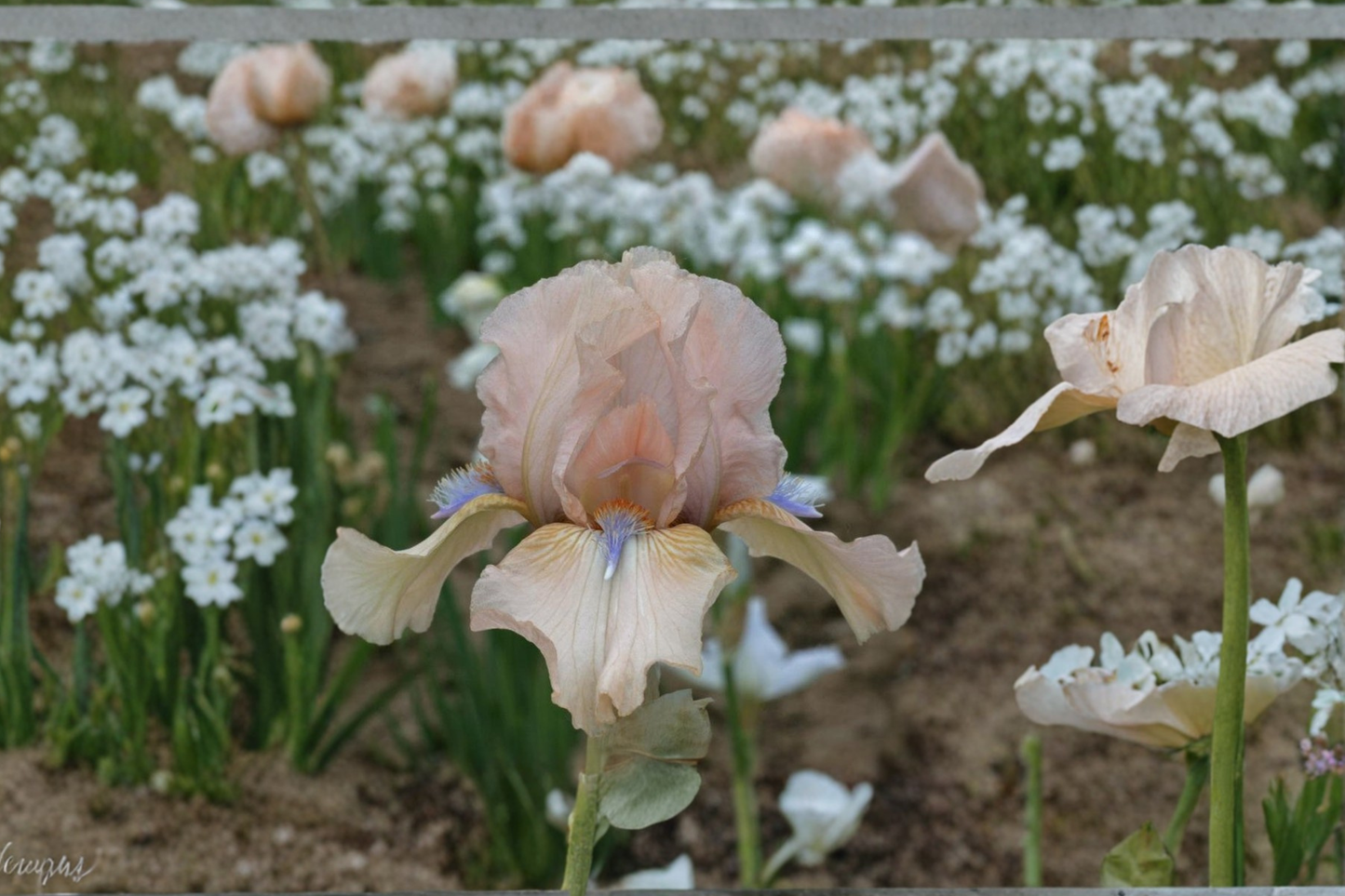 Bearded Iris ‘Concertina’ Rhizomes 3 Pack – Spring Flowering, Fragrant, #1 Grade Iris Plants for Garden Beds & Borders