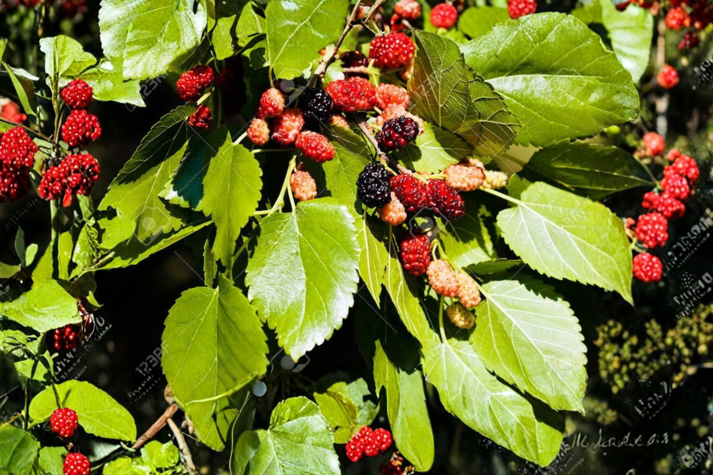 Early Bird Mulberry Tree Live Plant, Fruiting Tree for Backyard Garden, Edible Landscape, Morus spp.