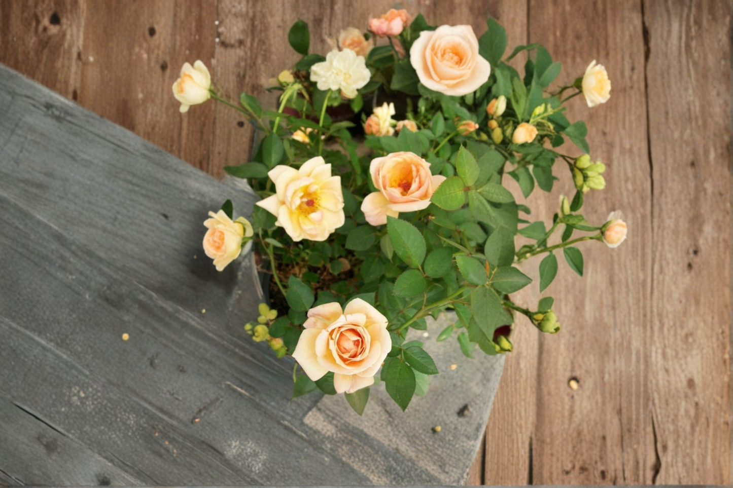 Apricot Yellow Mini Rose Live Plant, 3-Gallon Container, Compact Flowering Shrub, Rosa hybrid, Garden Outdoor