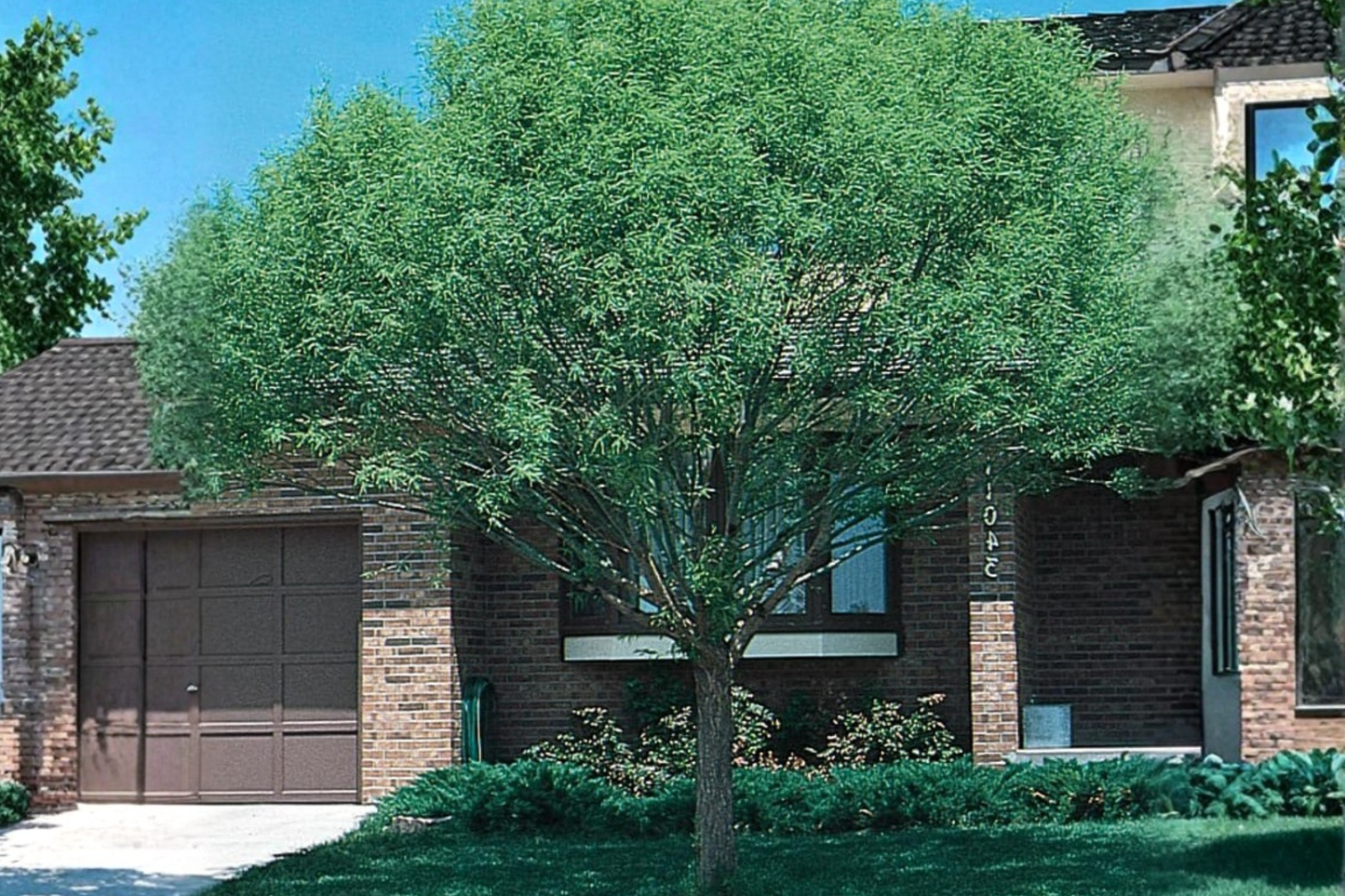 Corkscrew Willow Tree 4-5 Ft Live Plant, Twisted Branch Ornamental Salix Matsudana Tortuosa, Landscape Tree