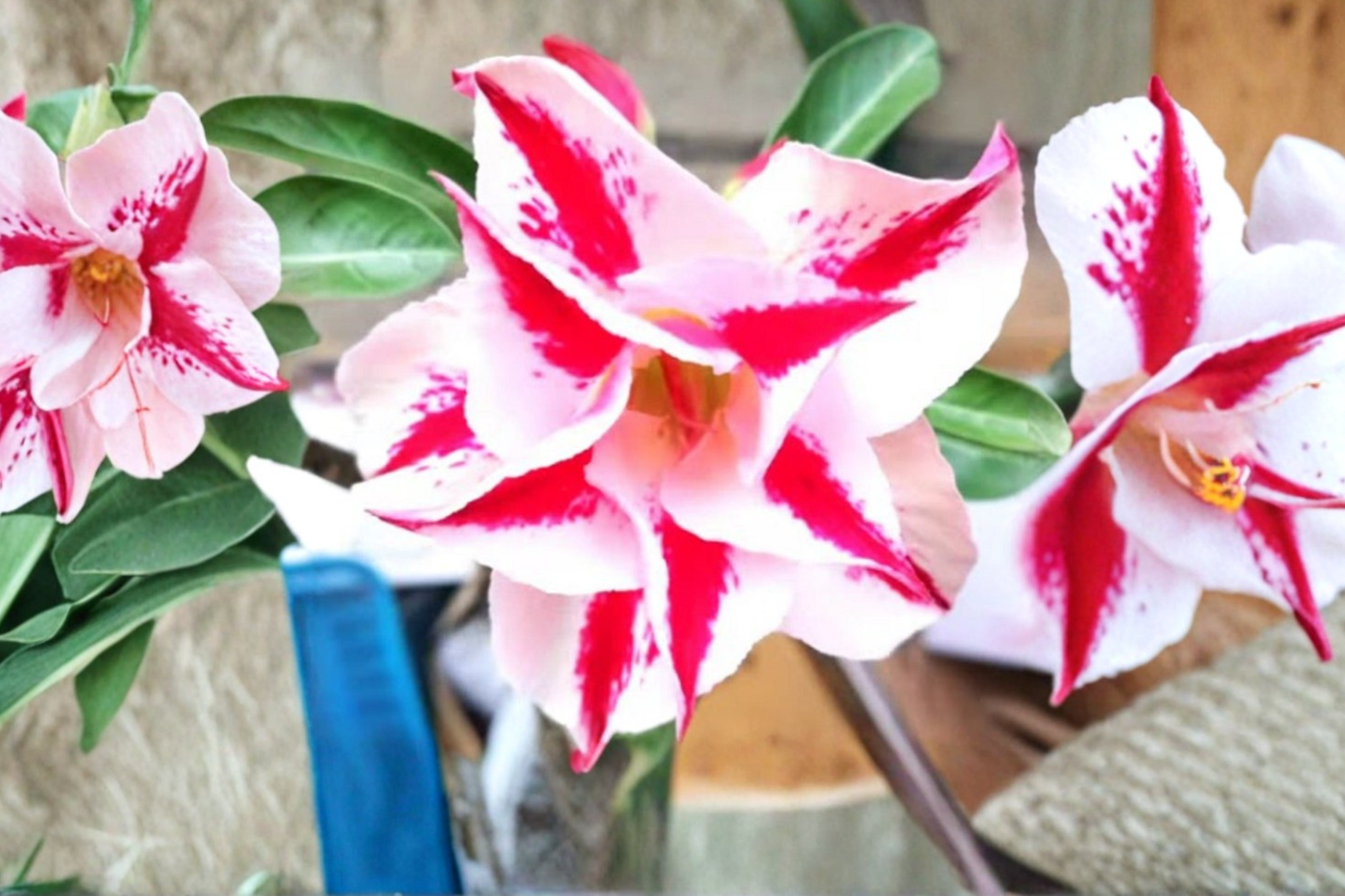 Star Crown Desert Rose Seeds - Adenium Obesum Mixed Color Flower Seeds for Succulents & Caudex Plants