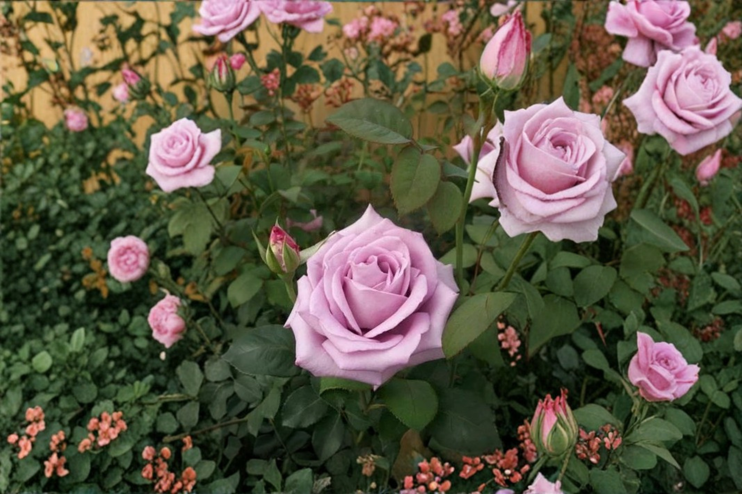 Grace Kelly Grandiflora Rose Live Plant, 2-Gallon Cream Pink Blooming Shrub, Everblooming Flowering Rose Bush for Garden Outdoor