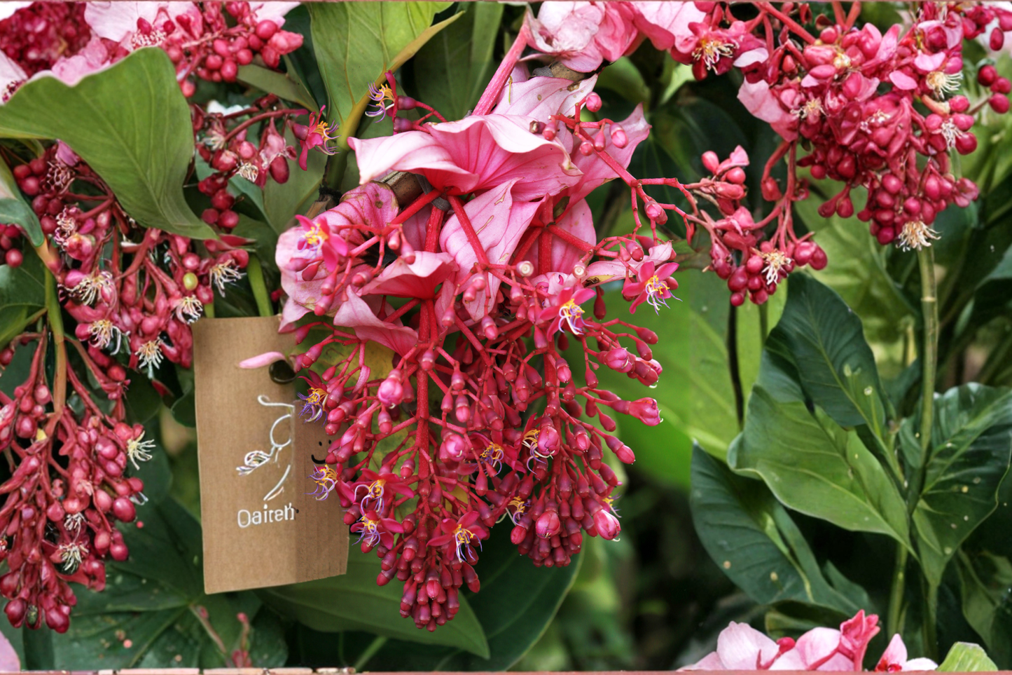 Royal Chandelier Medinilla Magnifica Live Starter Plant Bare Root