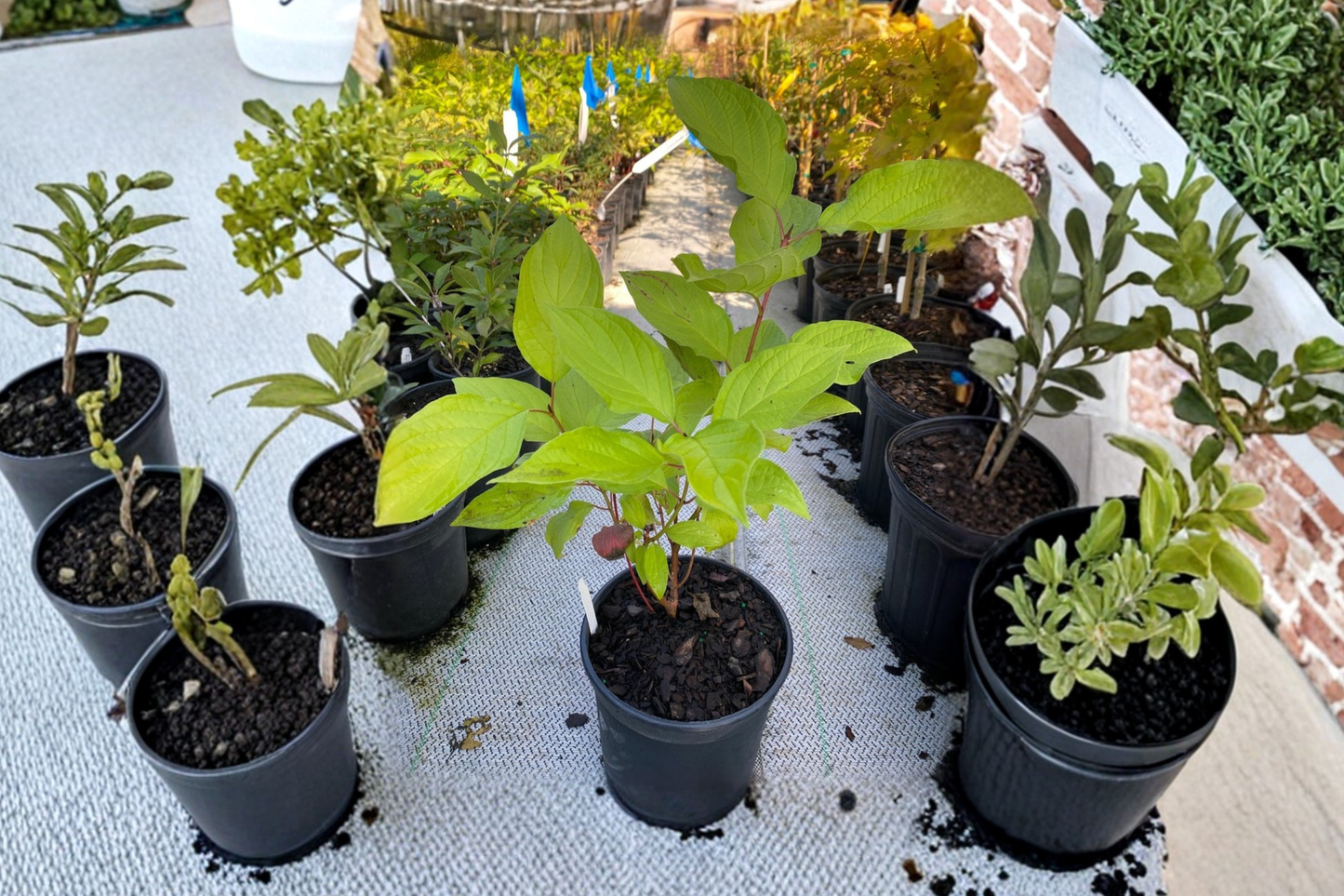 Prairie Fire Dogwood Live Plant, 1 Gallon Pot, Red Twig Shrub, Cornus alba ‘Prairie Fire’, Deciduous Landscape Plant