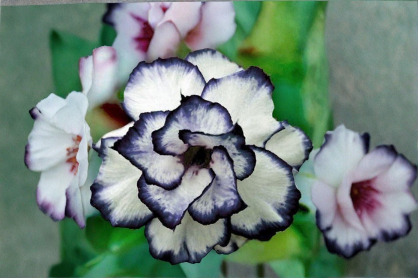 Rare Black White Rose Seeds – Bi-Color Flower Seeds for Outdoor Garden Planting, Rosa spp., 10 Pack