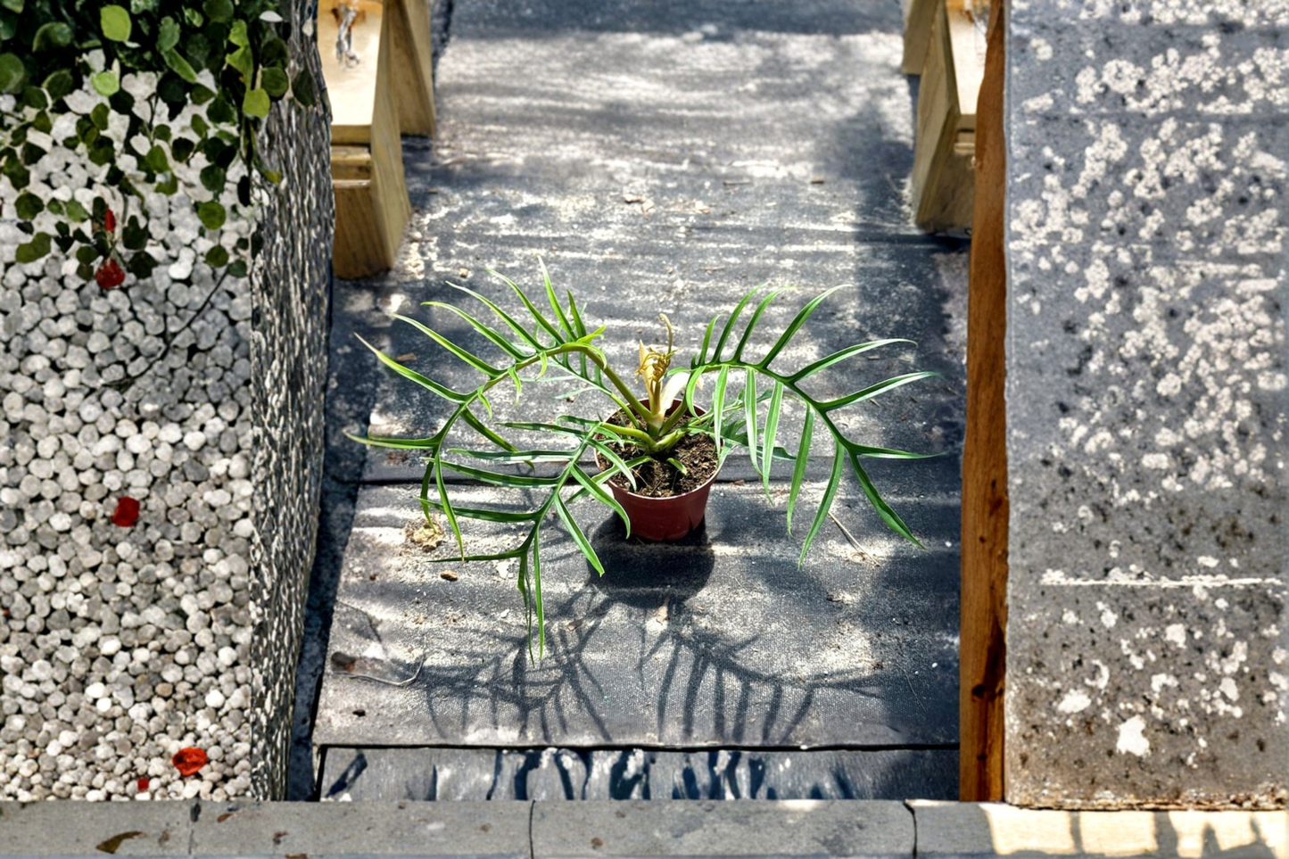 Philodendron Tortum Live Plant, Rare Tropical Houseplant, Indoor Climbing Plant, Starter Cutting, Architectural Split Leaves