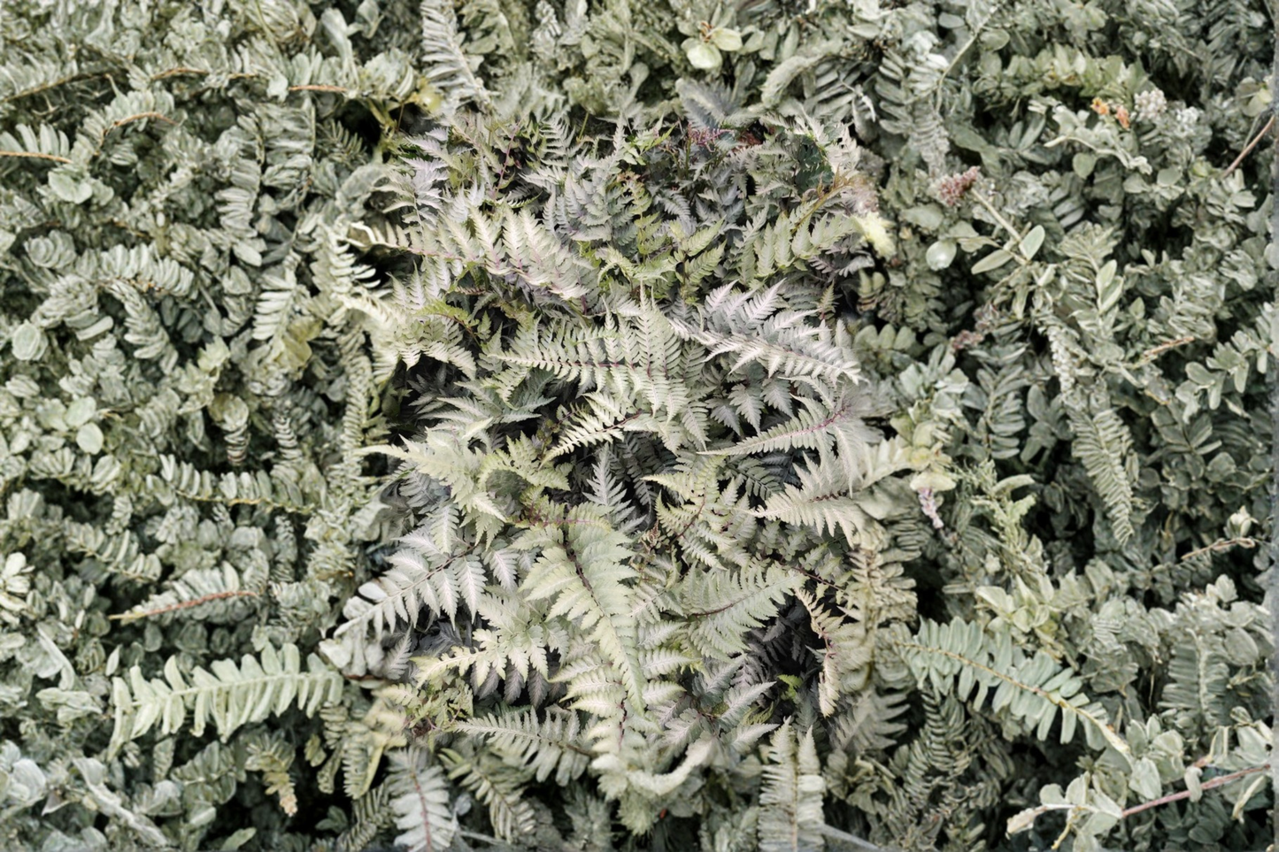 Japanese Painted Fern Seeds - 500+ Spores Mix of Athyrium niponicum Varieties for Shade Gardens & Indoor Decor