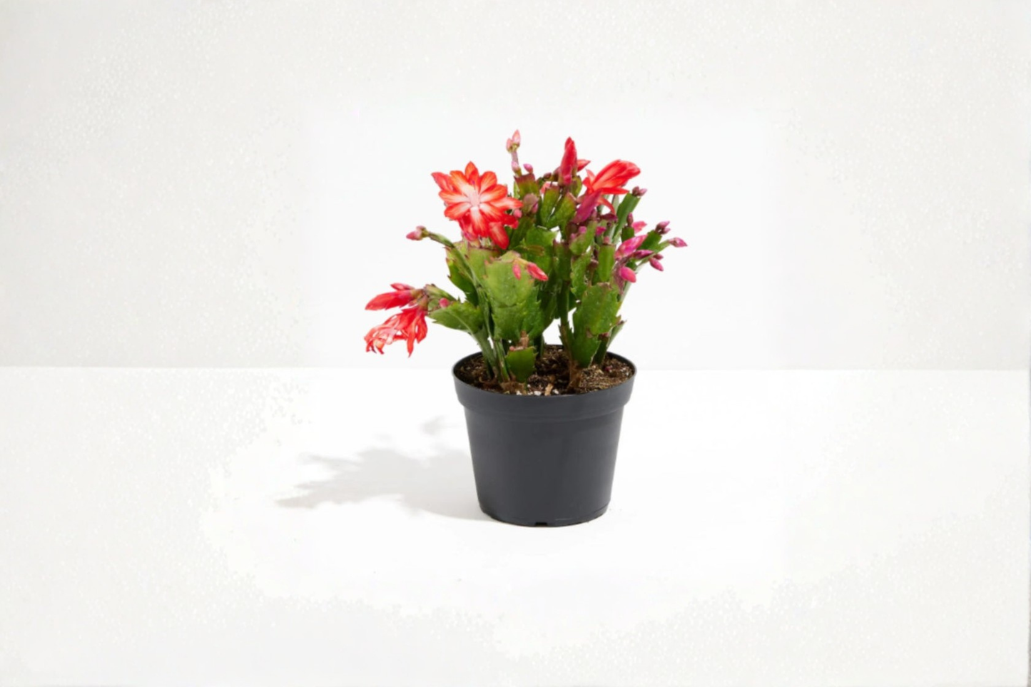 Holiday Cactus Live Plant 4-Inch Pot, Schlumbergera truncata, Blooming Succulent, Indoor Décor, Gift Plant
