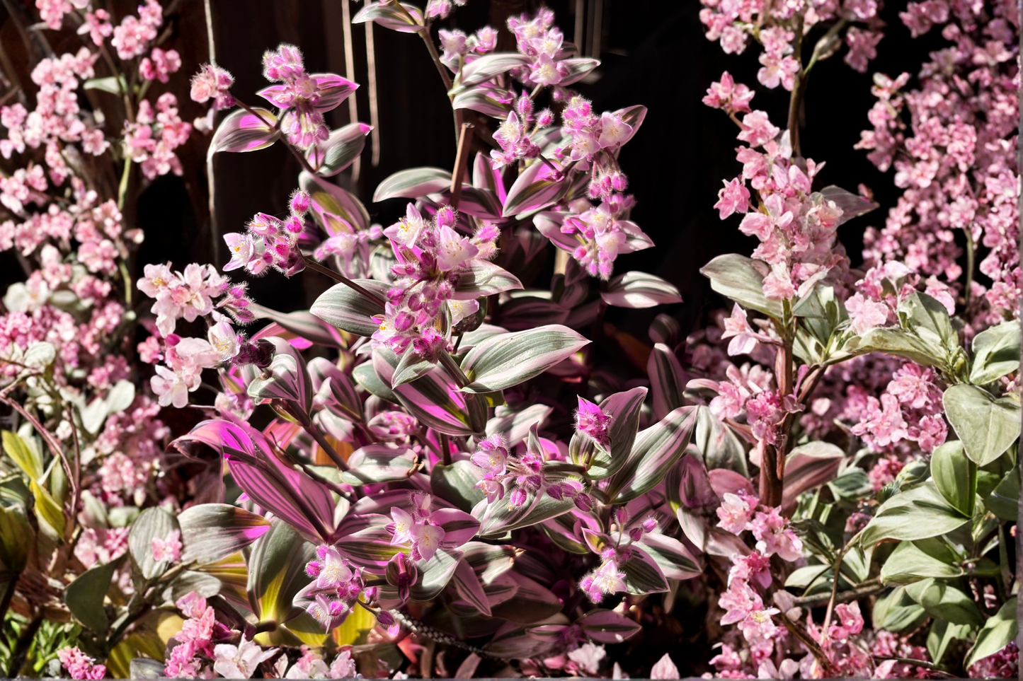 Tradescantia 'Nanouk' Live Cuttings – 5 Pack – 4–8 Inch Pink Variegated Wandering Dude Plant