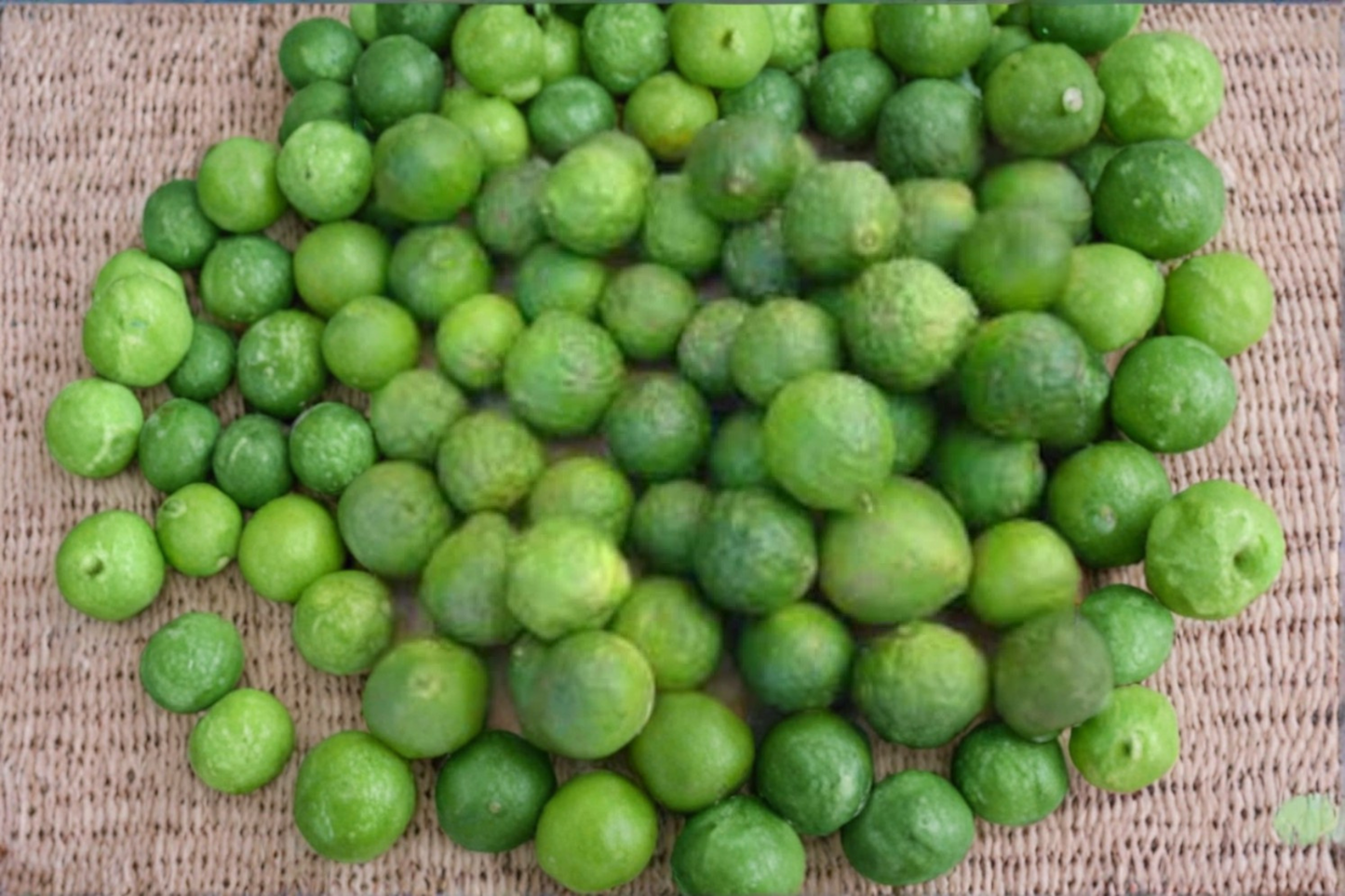 Makrut Lime Seeds 5 Pack - Citrus hystrix, Indoor Outdoor, Compact Tropical Fruit Seeds, Container Gardening, Fast USA Shipping