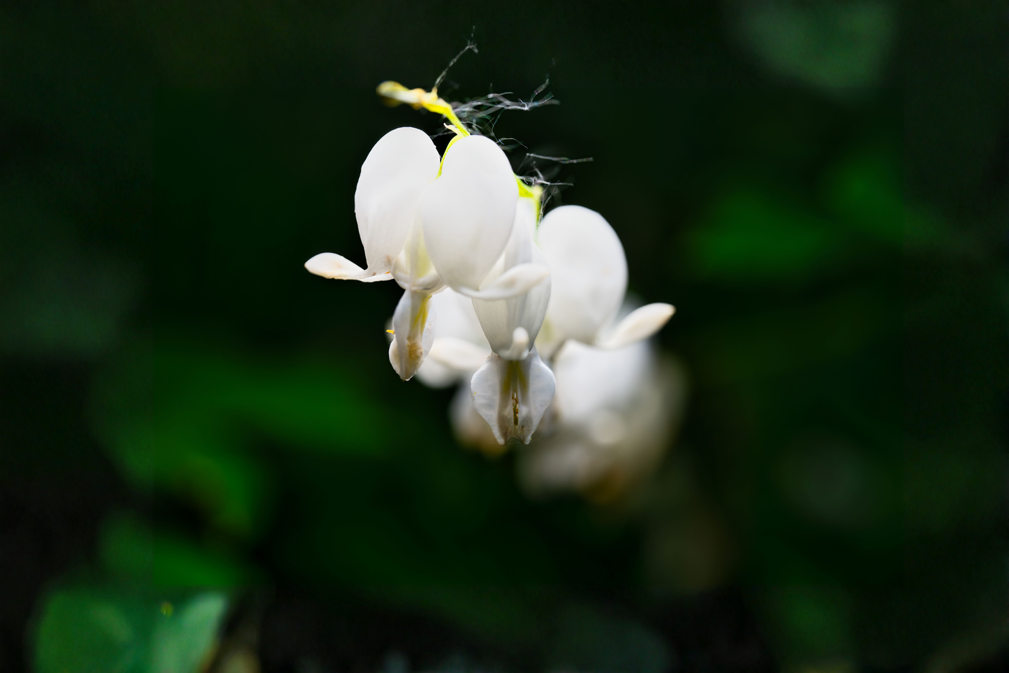 White Bleeding Heart Live Plant in Pot – Dicentra spectabilis 'Alba' Shade-Loving Perennial