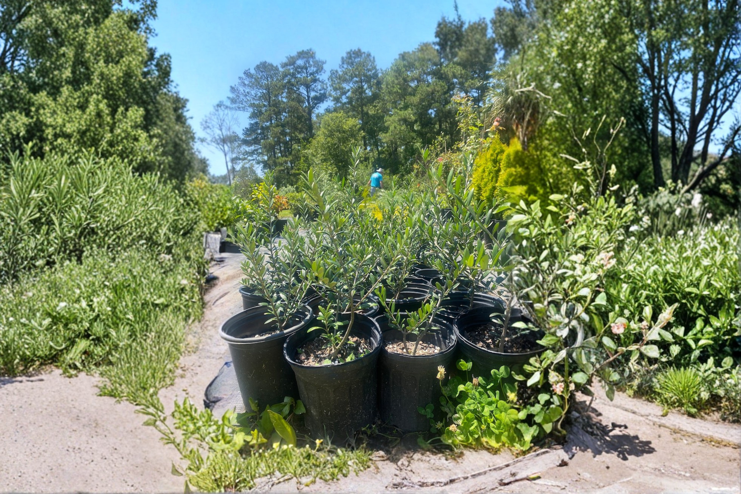 Arbequina Olive Tree Live Plant 1 Gallon | Evergreen Fruit Tree for Patio, Garden & Bonsai | Olea europaea 'Arbequina'