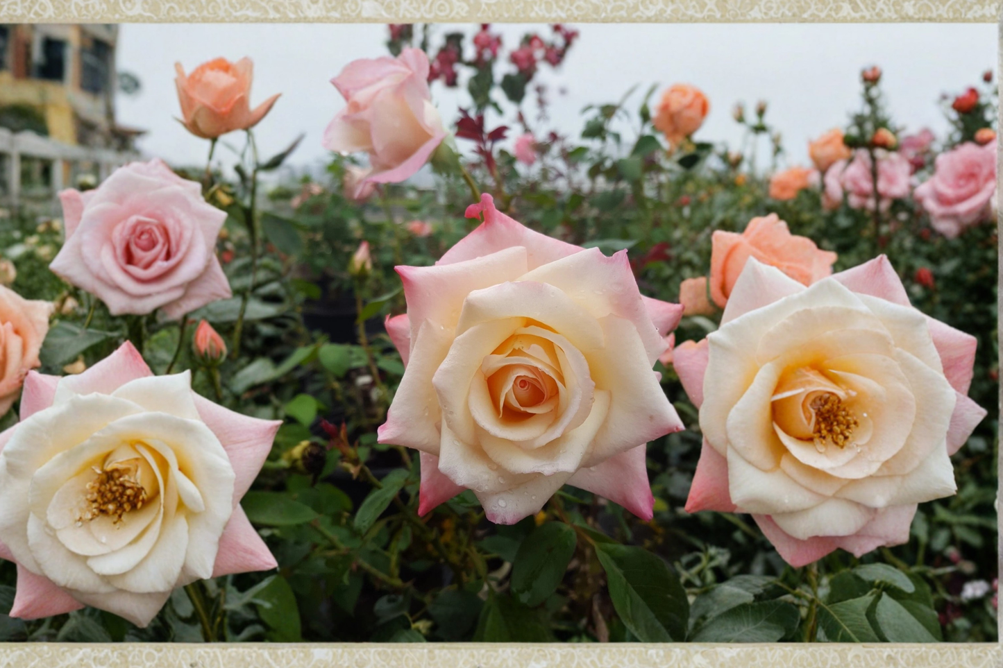 Peace Hybrid Tea Rose Plant 2 Gal Yellow Pink Blooming Shrub Live Outdoor Garden Flowering Rose