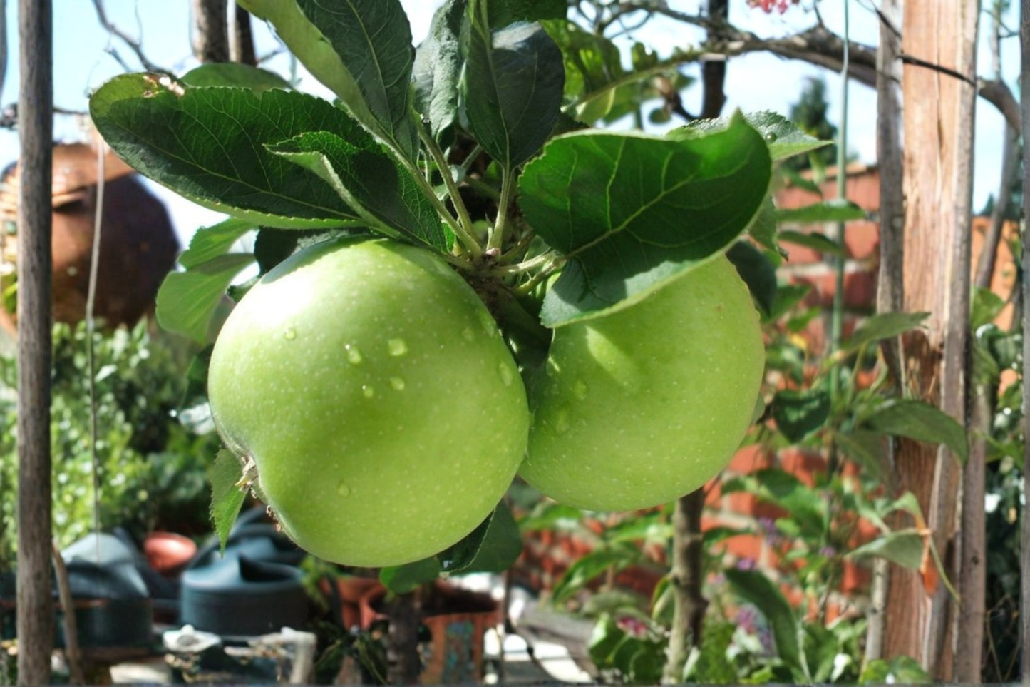 Dwarf Granny Smith Apple Tree Grafted Live Plant, Compact Fruit Tree for Patio & Garden, Malus domestica