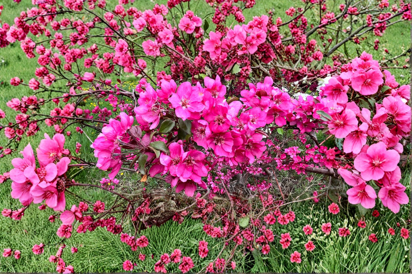 Crabapple Tree Profusion 4-6 Ft Live Ornamental Flowering Tree Red Pink Blossoms Malus 'Profusion'