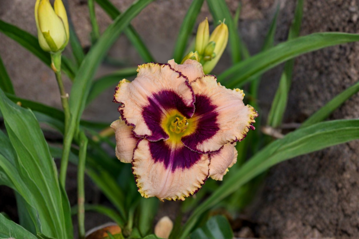 Daring Deception Pink Daylily Bare Root Plants | Perennial Hemerocallis for Garden Borders & Beds