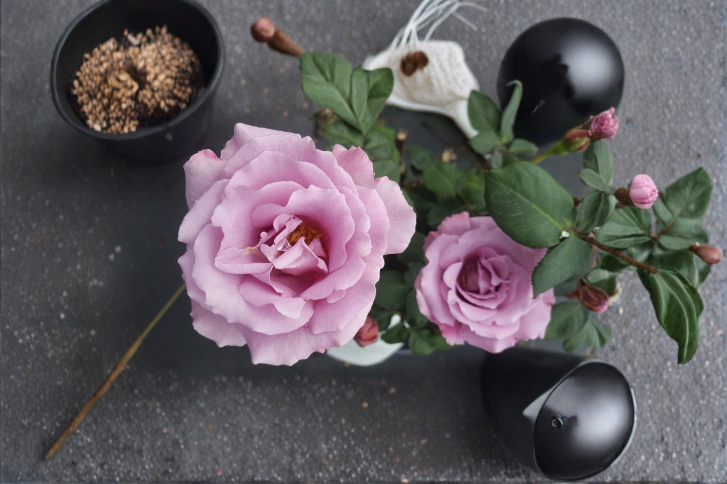 Angel Face Floribunda Rose Plant 5 Gal Lavender Mauve Bush Flowering Shrub Outdoor Garden