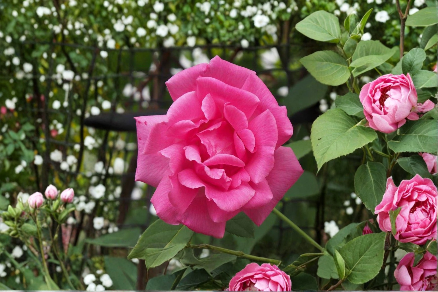 Climbing Rose Live Plant Pink Peggy Martin Rosa 'Peggy Martin' 2-3 Ft Garden Landscape
