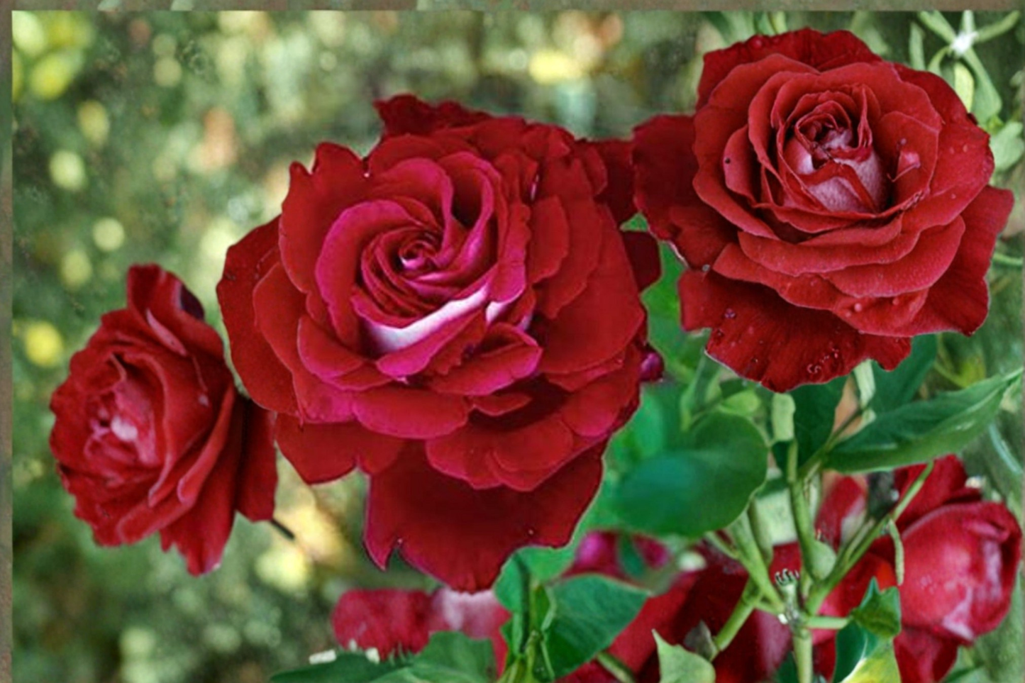 Scarlet Red and White Rose Seeds – Rare Two-Tone Flowering Rose Bush, 20 Seeds for Ornamental Garden, Landscape, Containers