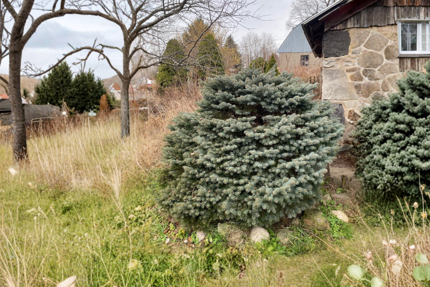 Blue Spruce ‘Thuem’ Live Plant, 2 Gallon, Picea pungens Evergreen Conifer Tree for Garden Landscape