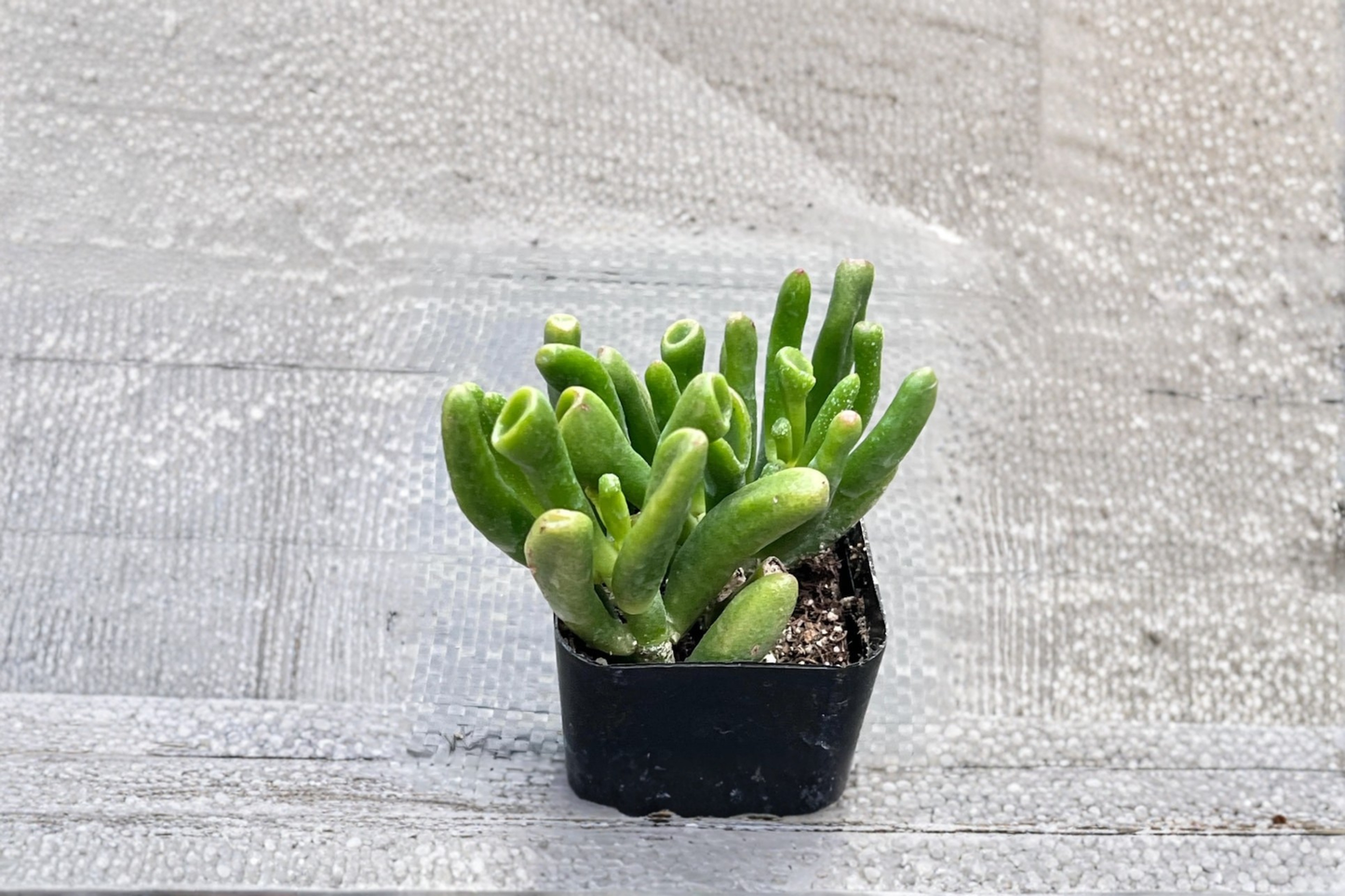 Gollum Jade Succulent Live Plant in 4-Inch Pot, Crassula ovata ‘Gollum’, Shrek’s Ear Houseplant, Indoor Décor, Easy Care Succulent