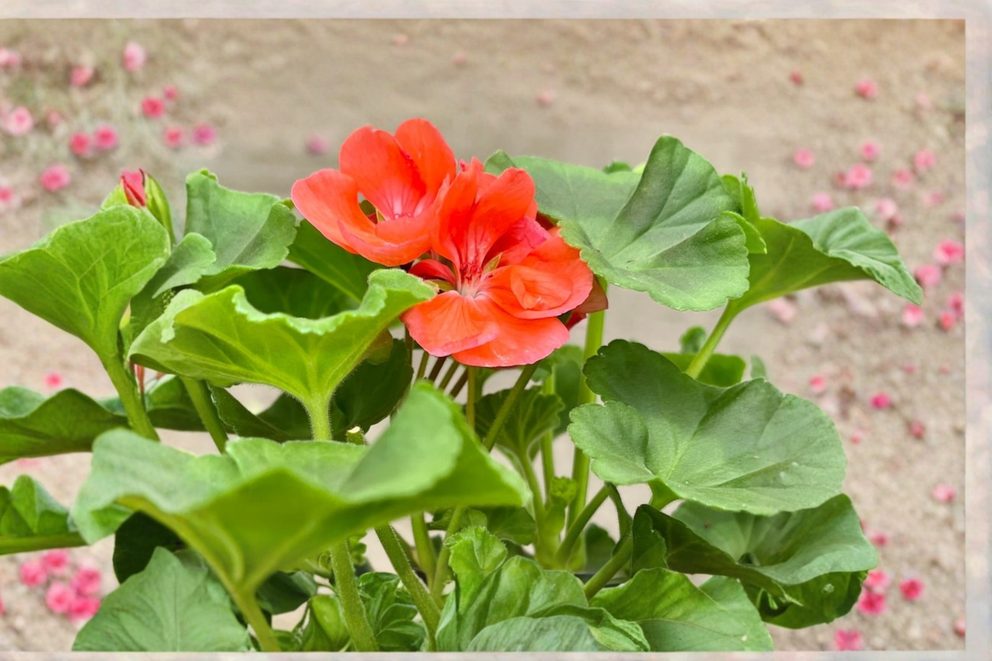 Dark Salmon Geranium Live Plant, Pelargonium spp., Flowering Container Plant, Full Sun, Free Shipping