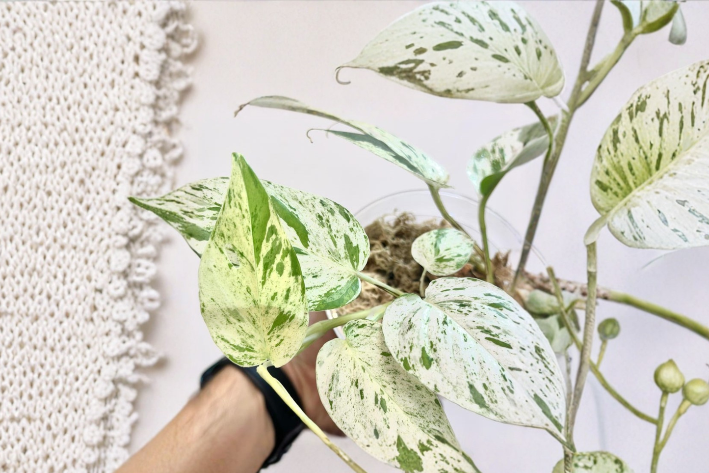 Epipremnum Pinnatum Marble Live Plant, Variegated Climbing Houseplant, Indoor Tropical Decor, Rooted Plant
