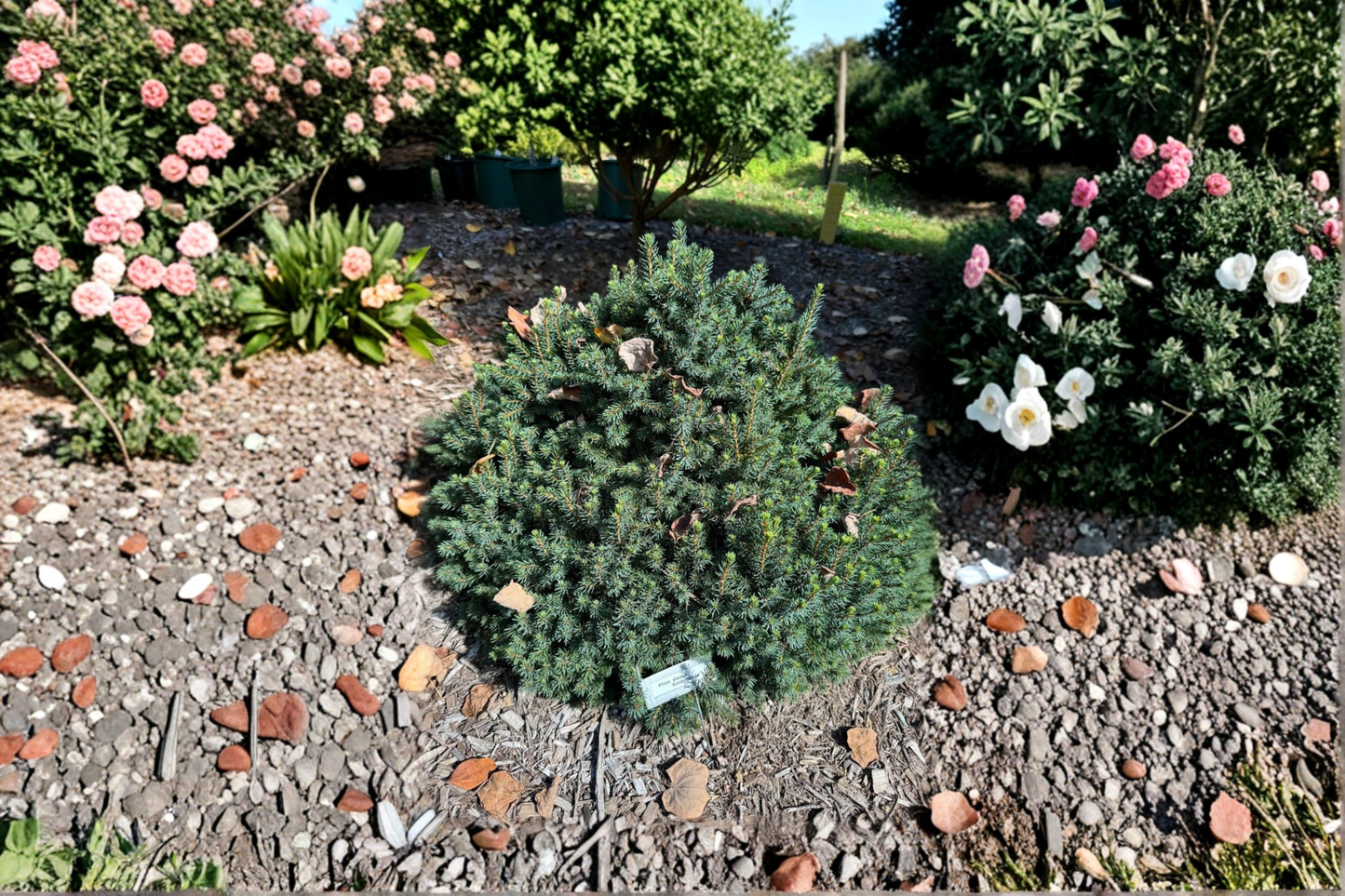 Dwarf White Spruce ‘Echiniformis’ 4-inch Live Plant – Picea glauca Compact Evergreen Conifer for Containers