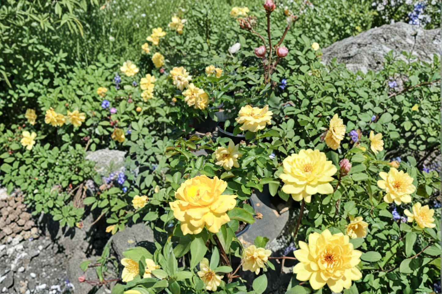 Julia Child Floribunda Rose Plant 1 Gal - Butter Yellow Flowering Shrub for Garden Beds & Borders Rosa