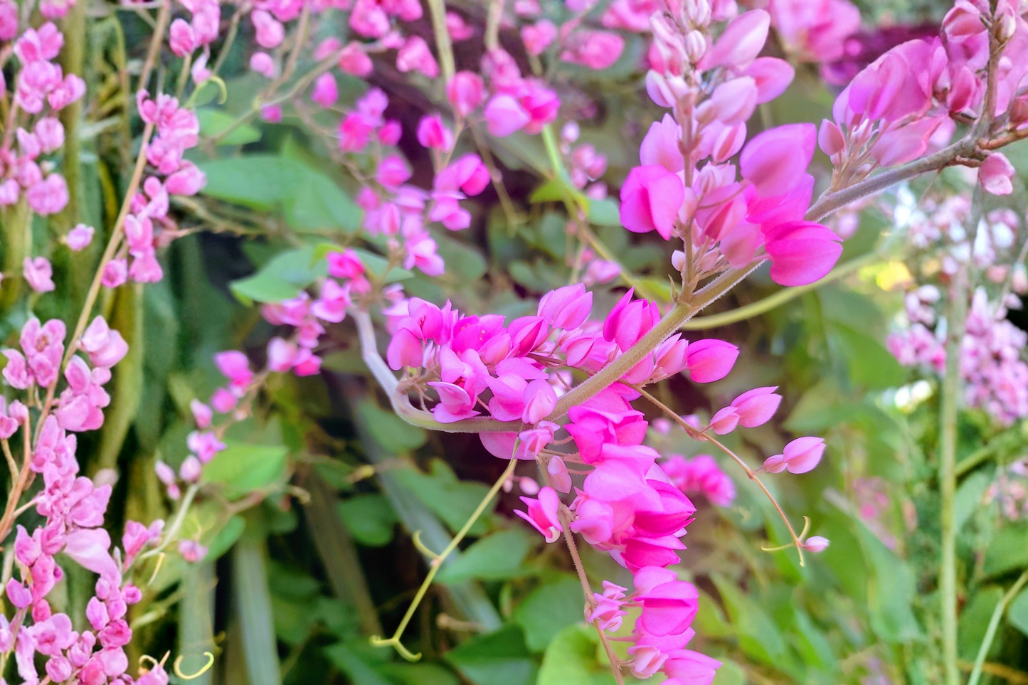 Chain of Love Live Plant – Coral Vine Mexican Creeper Queen’s Wreath Antigonon leptopus