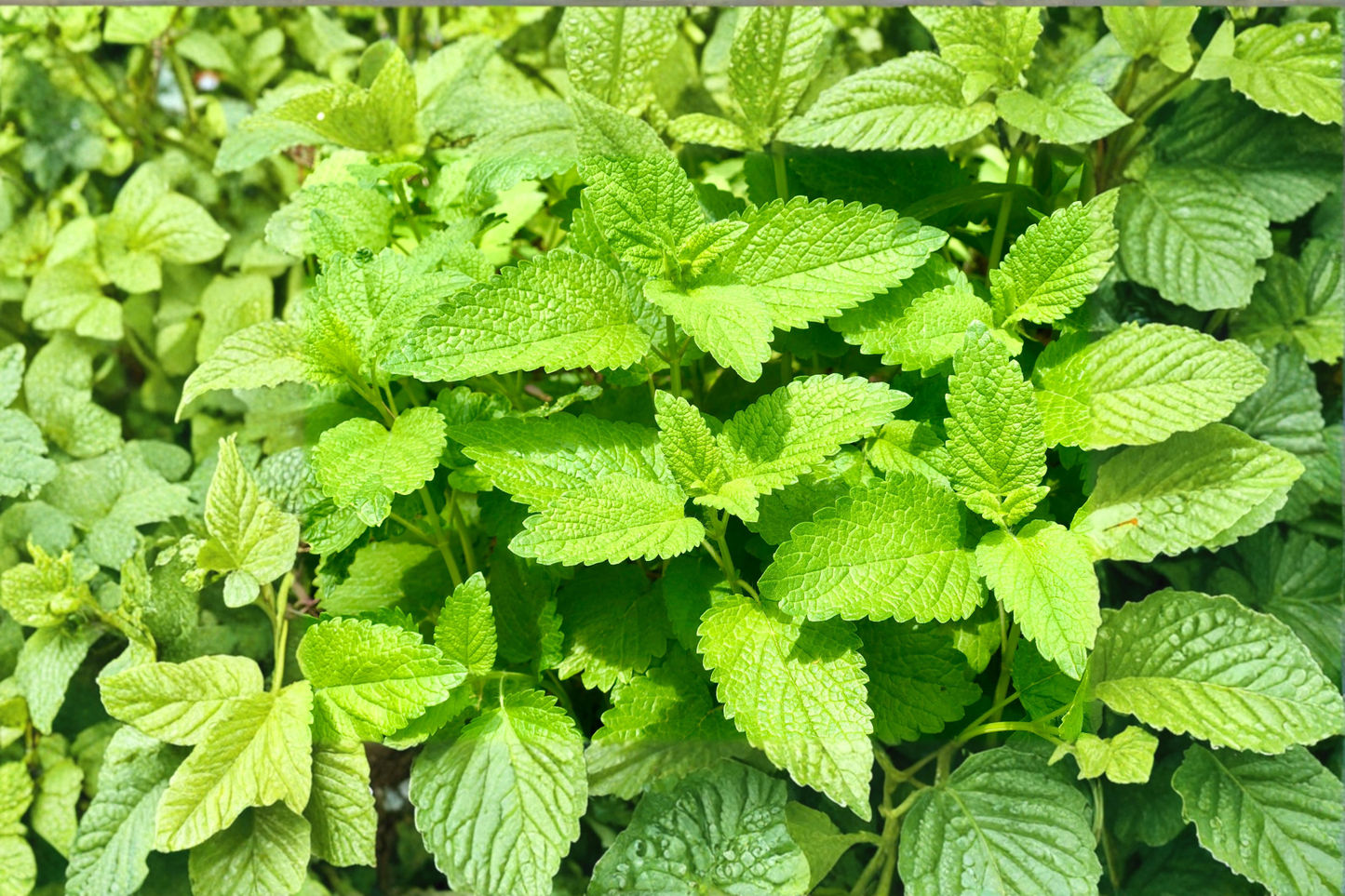 Organic Lemon Balm Live Plant - Rooted Herb Starter for Garden, Container, Herb Garden Melissa officinalis