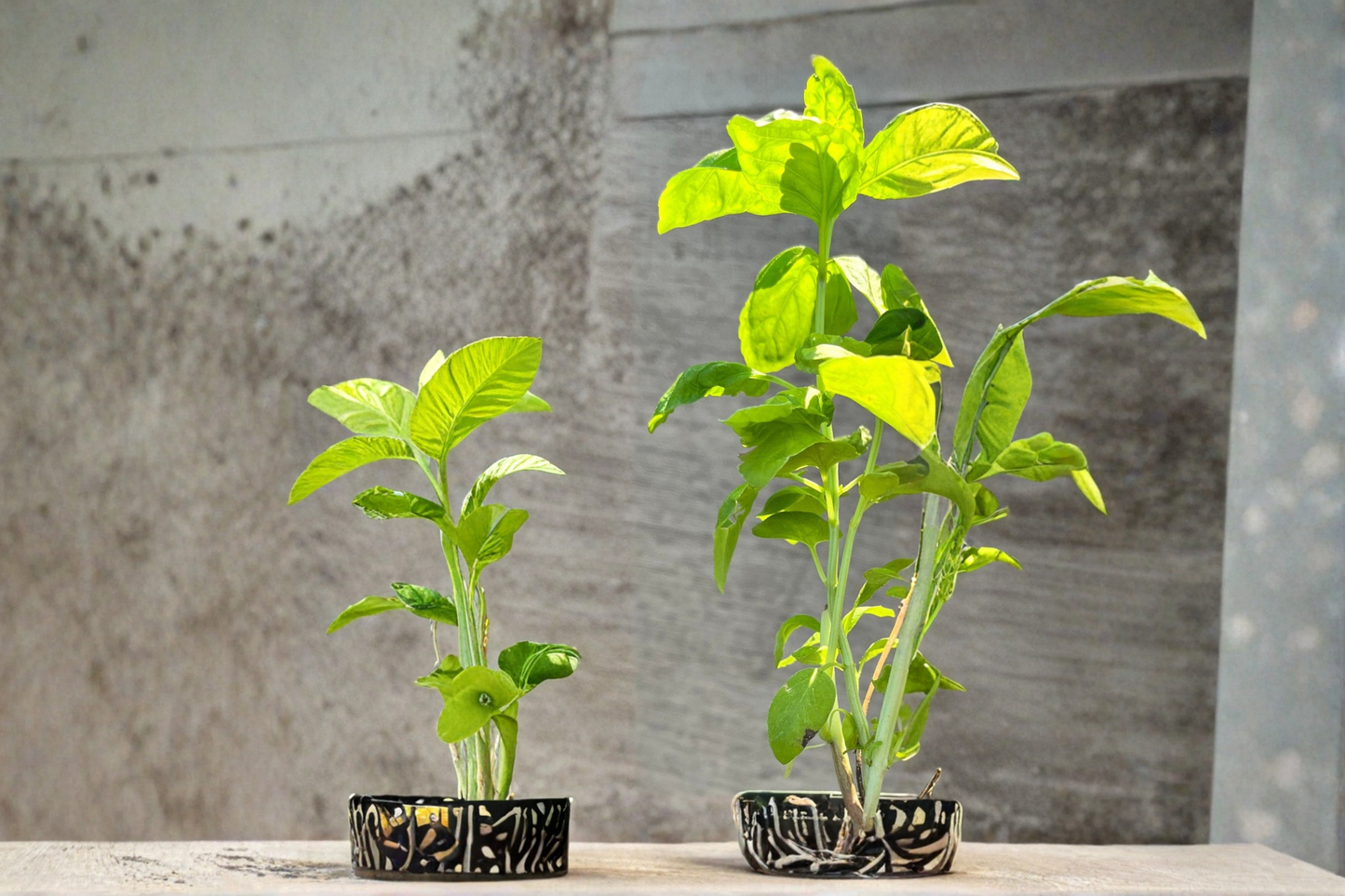 Organic Italian Sweet Basil Live Plants – 2 Rooted Plants, Large Leaf, 5-11 Inches, Ocimum basilicum, Herb Garden, Container, USDA Certified