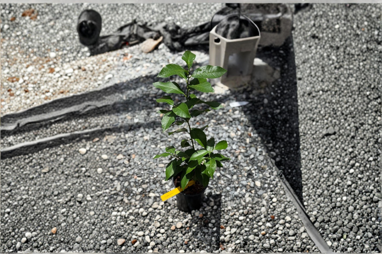 Persian Lime Tree Live Citrus Plant Starter Cutting | Citrus × latifolia | Small Evergreen Tree for Patio & Container Growing