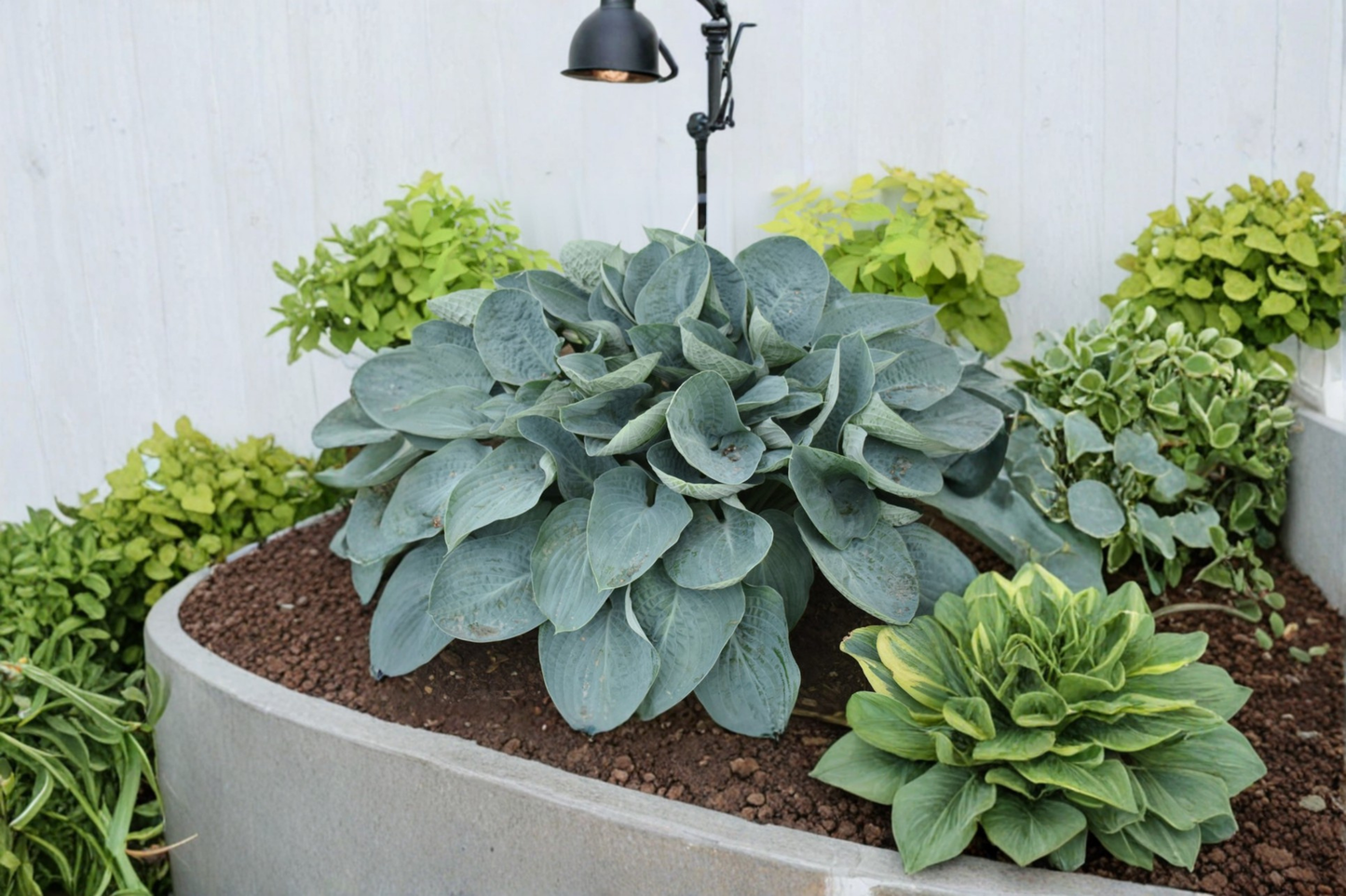 Hosta 'Above the Clouds' 3-Inch Pot Blue Green Foliage Shade Perennial Garden Plant