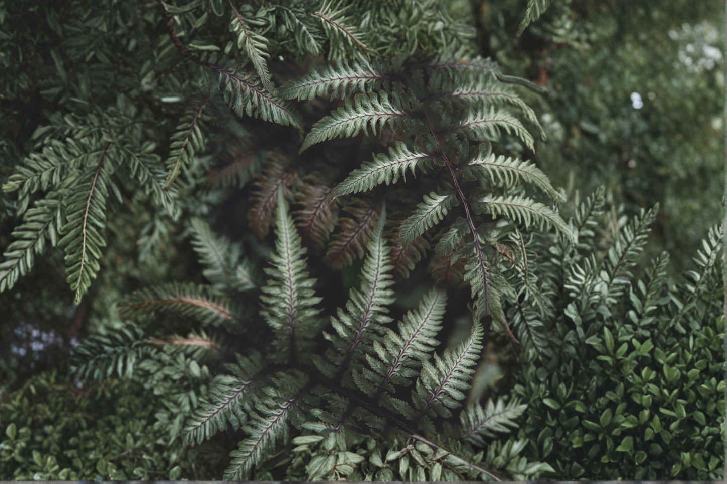 Japanese Painted Fern Live Plants - 3 Rooted Starters in 1 Qt Pots, Athyrium Niponicum, Shade Garden Fern