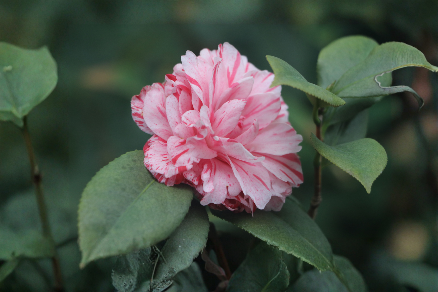 Daikagura Camellia Japonica Live Starter Plant 4L Pot - Evergreen Flowering Shrub