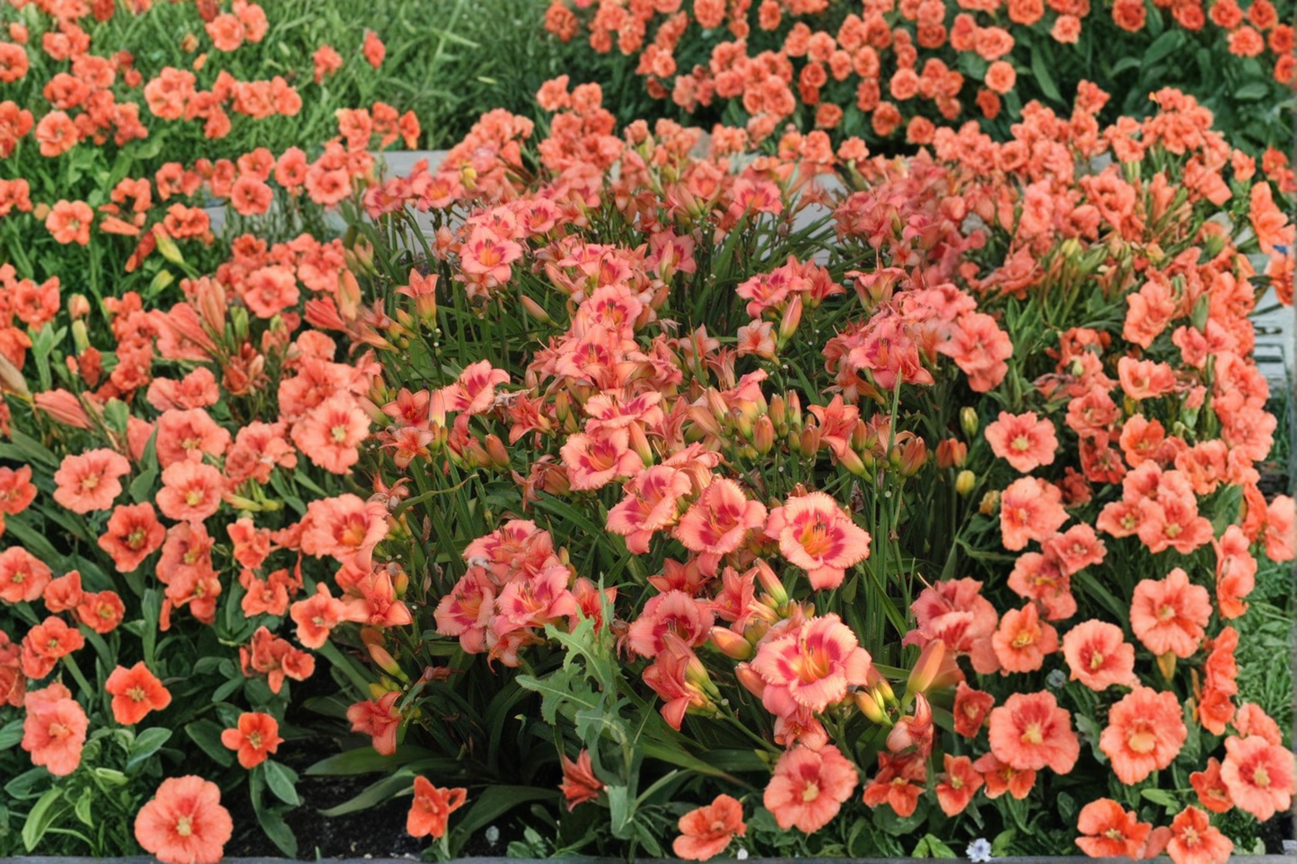 Daylily Strawberry Candy Bare Root Plants – Pink Red Reblooming Perennial Hemerocallis for Summer Garden Flowers
