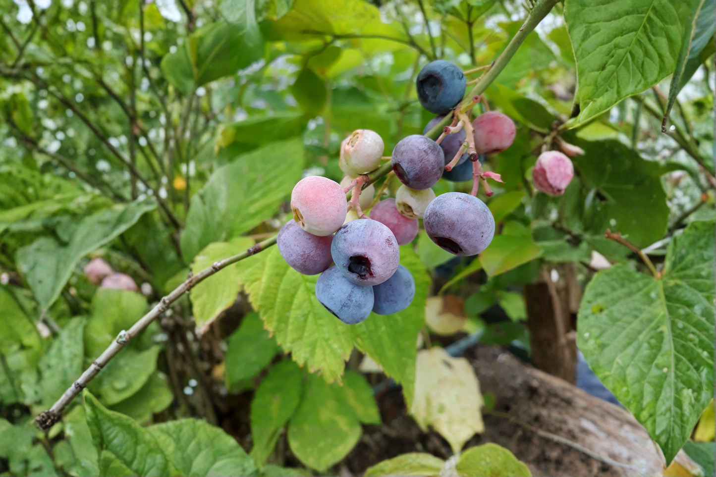 Pink Lemonade Blueberry Live Plants – 2 Rooted Starters in 1 Qt Pots, Vaccinium 'Pink Lemonade' Fruit Bearing Shrubs