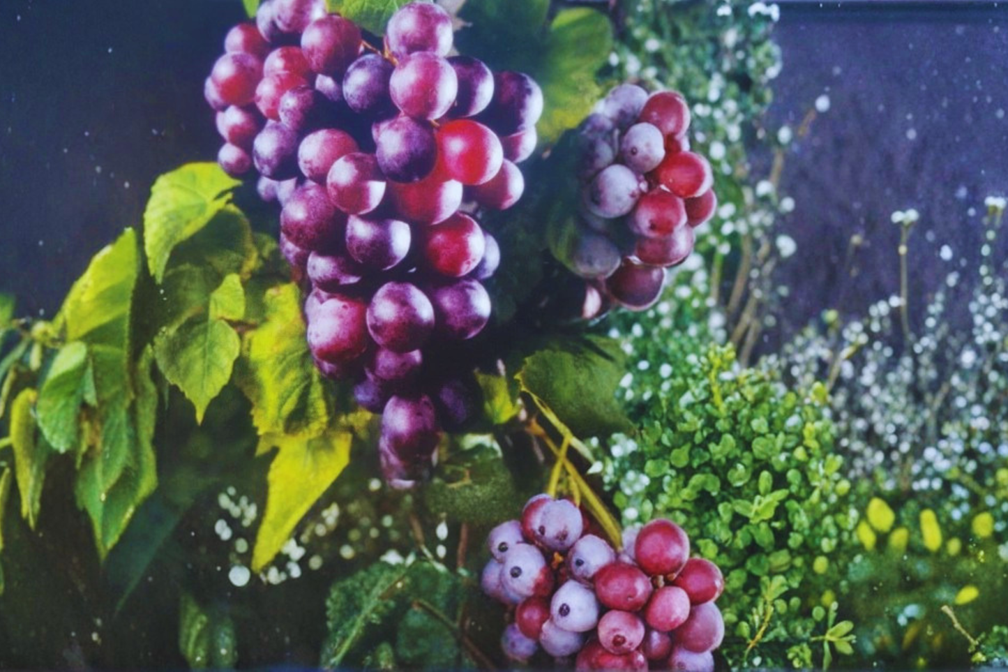 Black Muscadine Grape Vine 2 Gal Live Plant Climbing Fruit Vine for Outdoor Garden, Dark Purple Grapes, Vitis rotundifolia