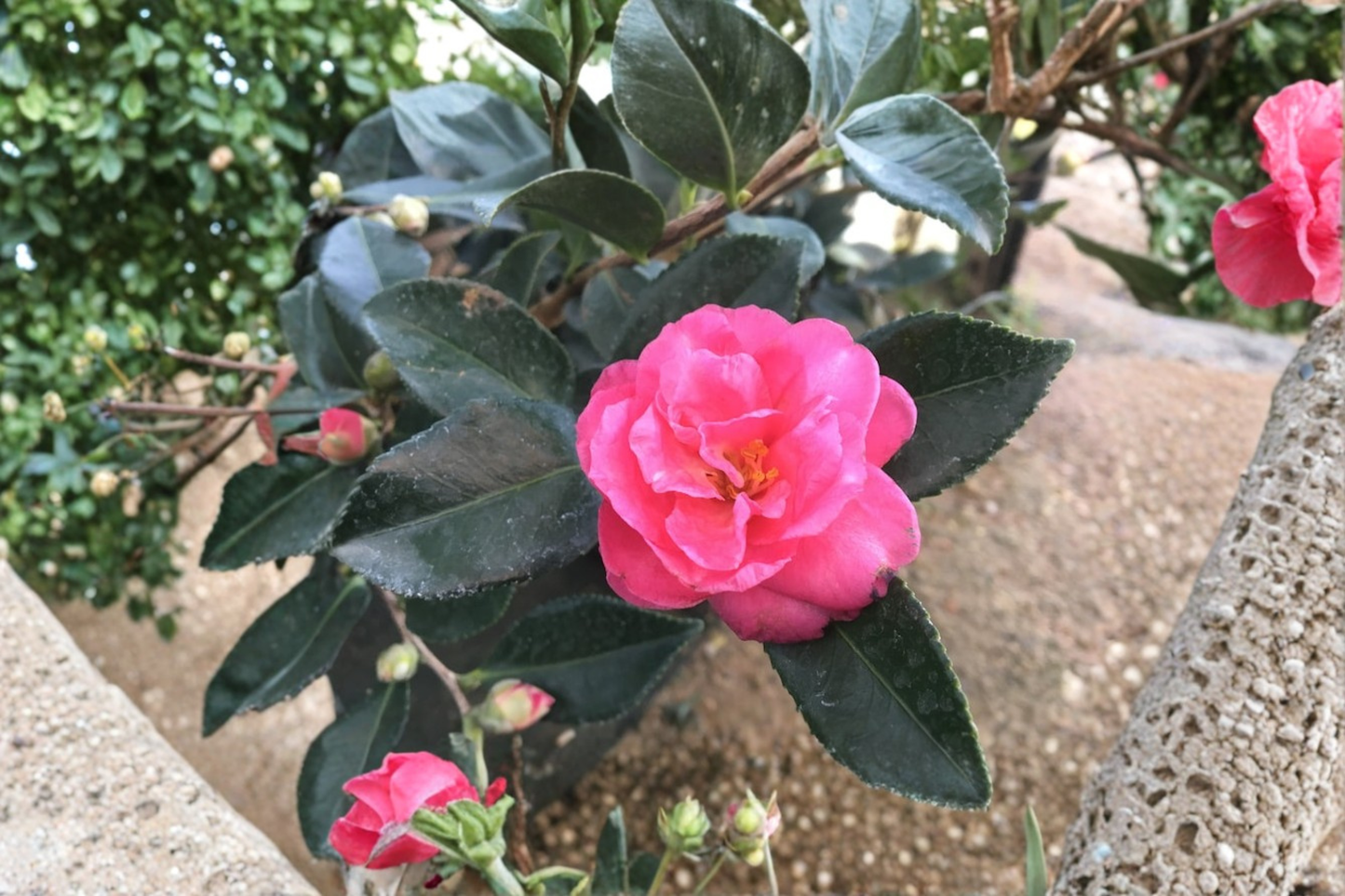 Camellia sasanqua ‘Showa No Sakae’ Live Plant, Fall Blooming Evergreen Shrub, 3 Gallon Pot for Garden Landscape
