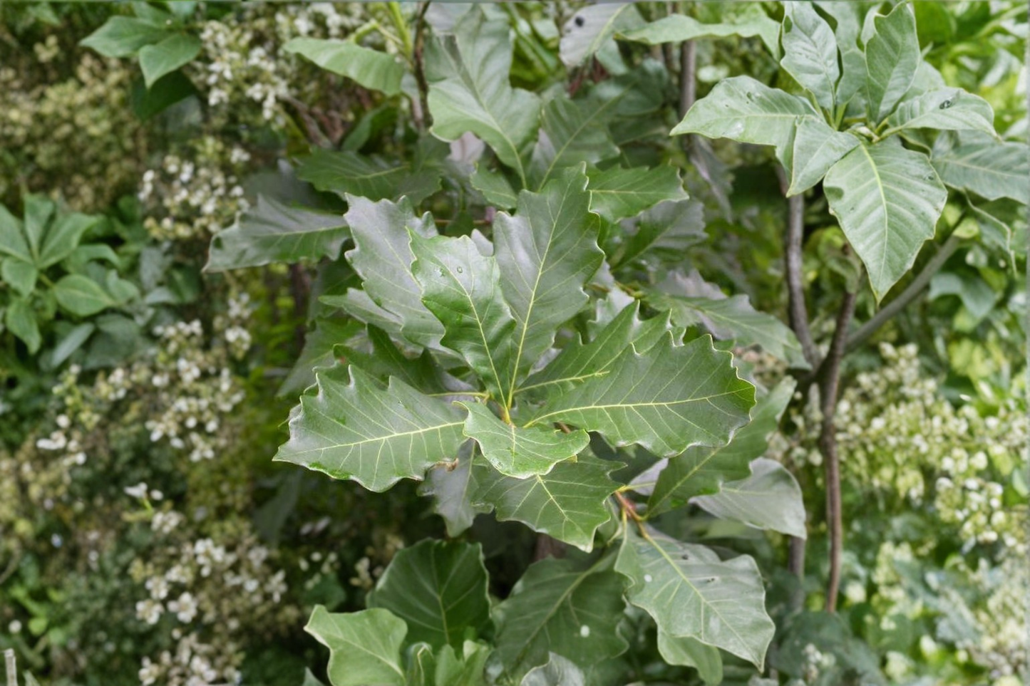 Swamp White Oak Live Plant 1 Gallon Pot Quercus bicolor Native Shade Tree for Landscaping