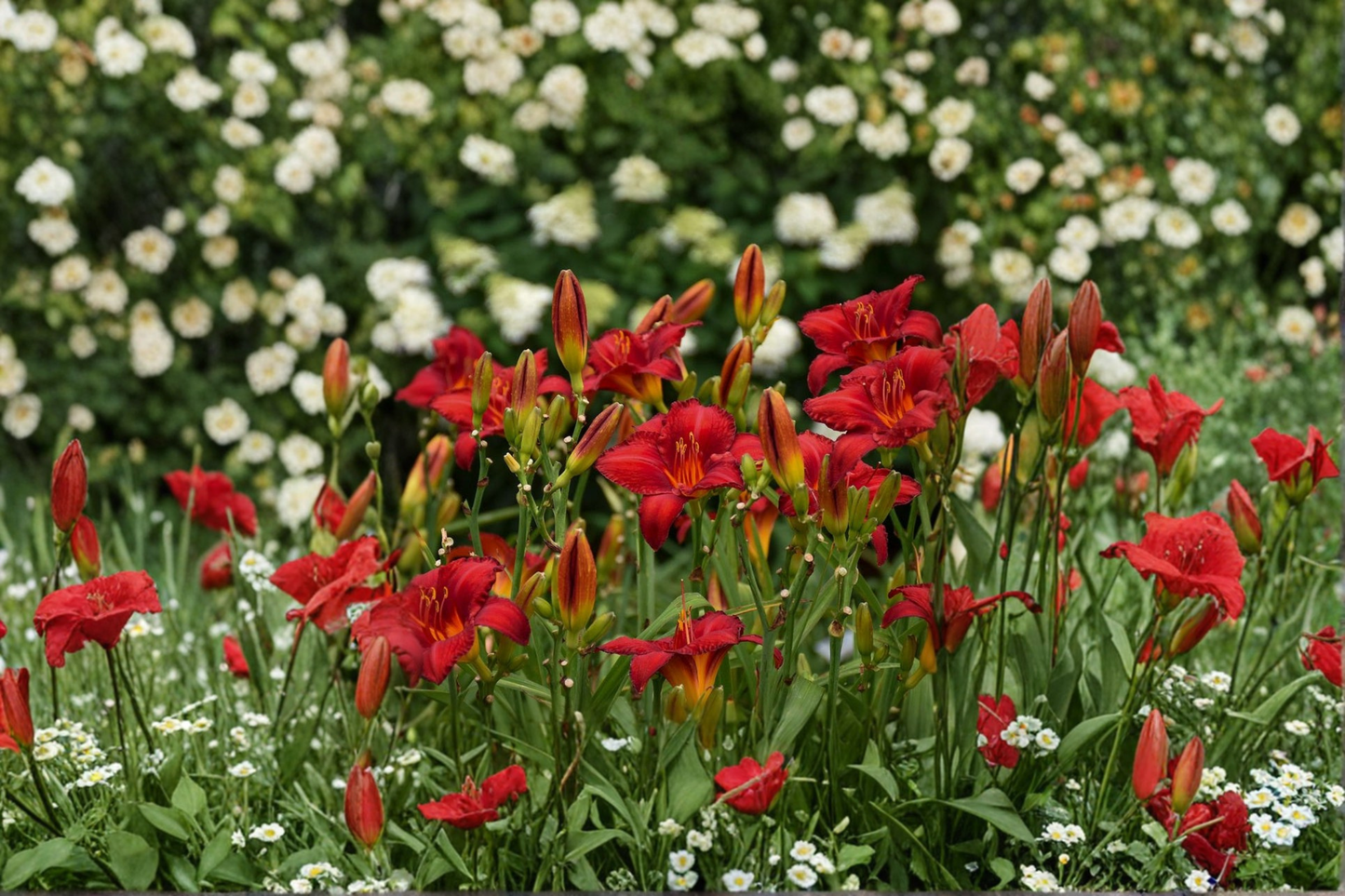 Chicago Apache Daylily Bare Root Plants – Deep Red Flowers, Perennial, Easy Care, Garden Border, Hemerocallis