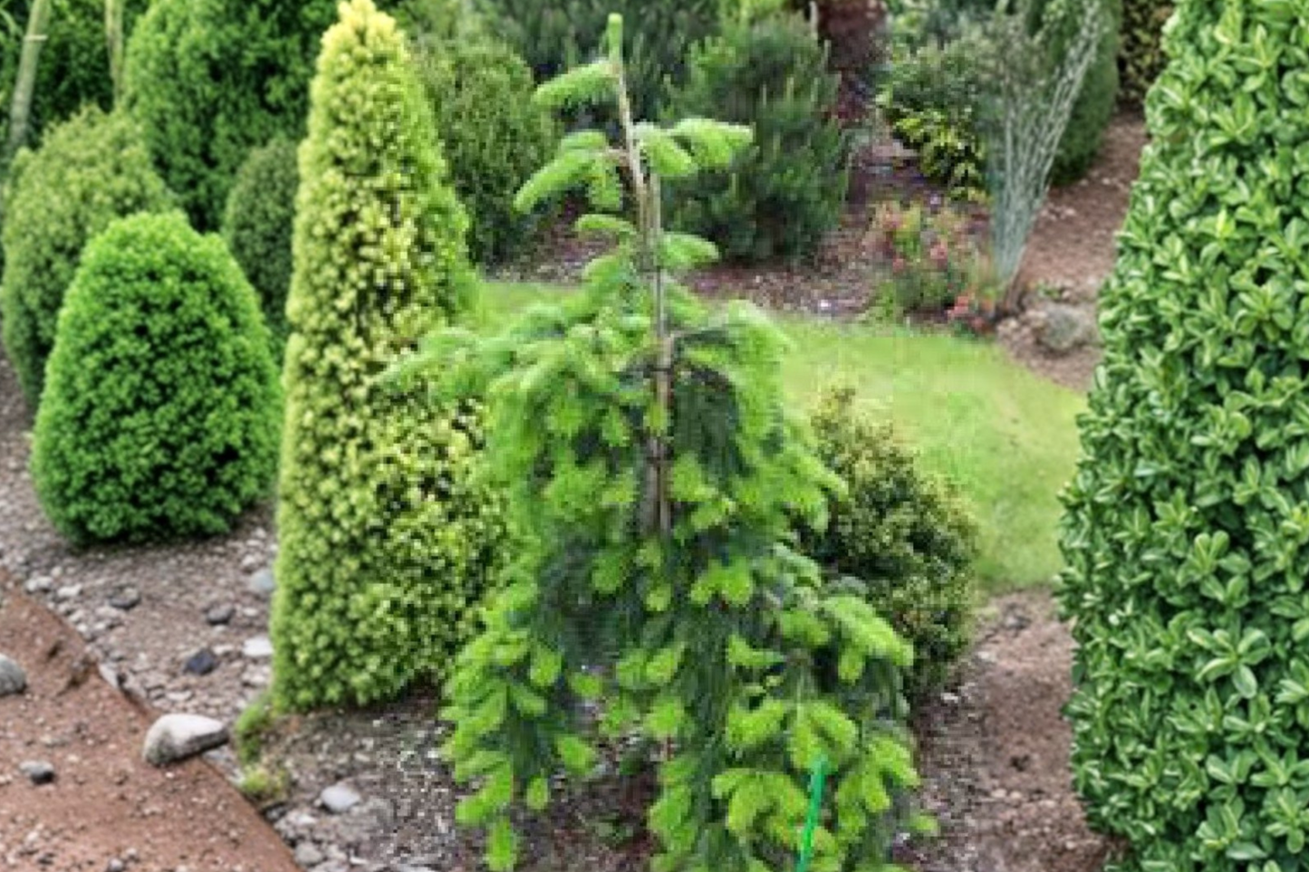 Weeping Veitch Fir Pendula Live Plant β 12-Inch Abies veitchii Evergreen Conifer in 1 Gallon Pot