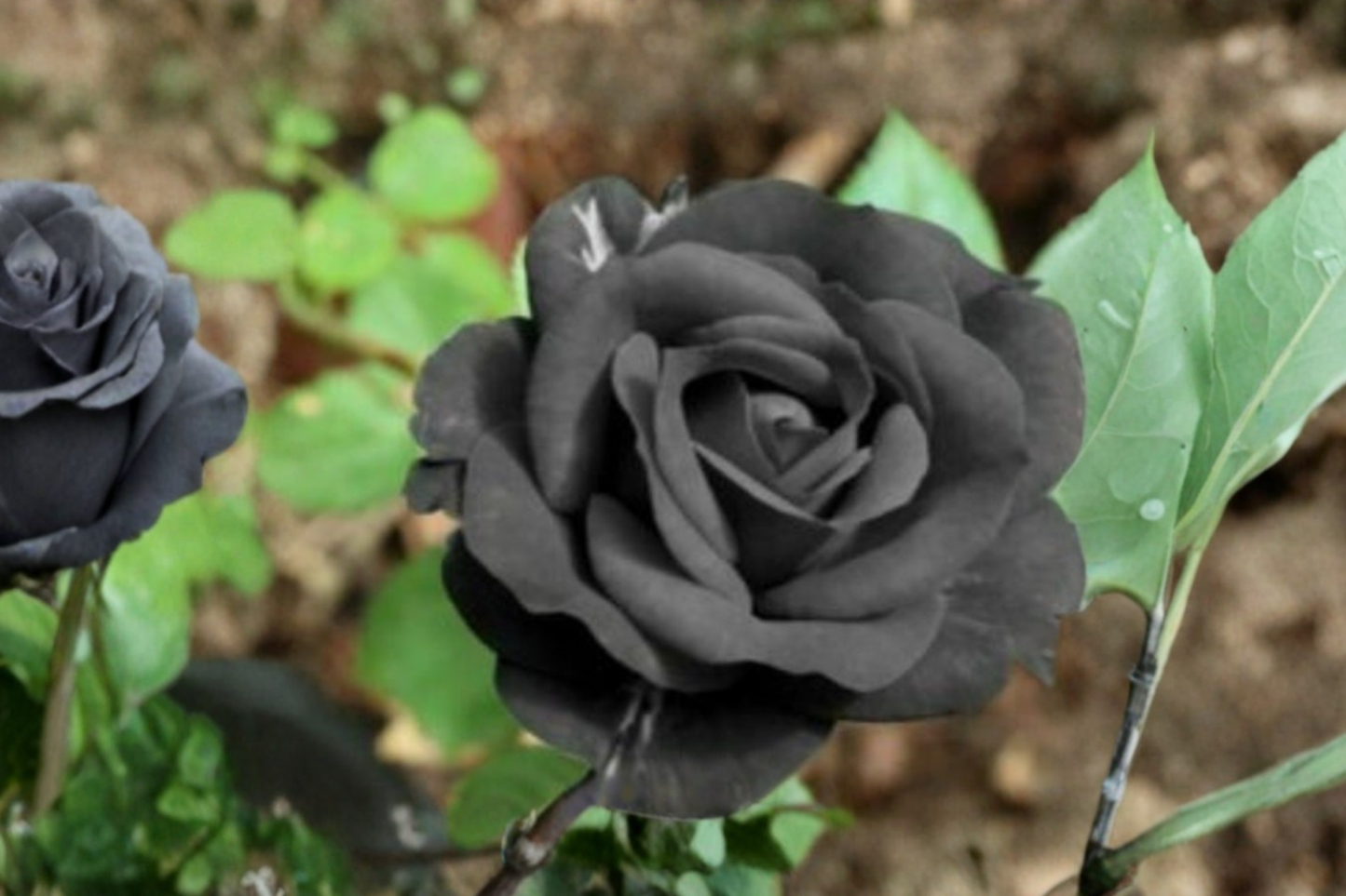 Rare Dark Purple English Rose Seeds – 10 Pack, Ornamental Flower Seeds for Garden, Landscaping, Rosa spp.